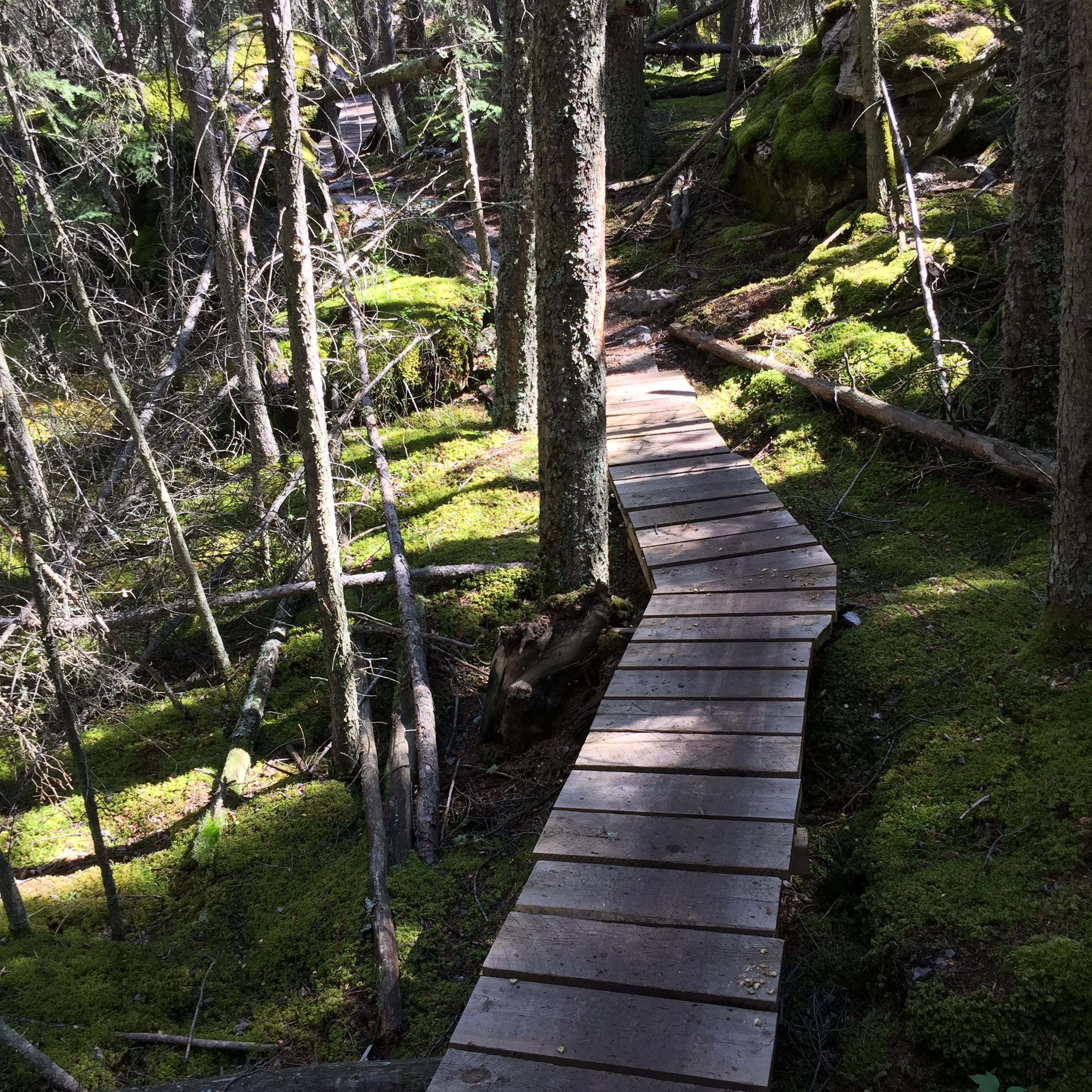 A wooden boardwalk winding through a lush, green forest, surrounded by tall trees and soft moss covering the ground. Sunlight filters through the branches, creating dappled shadows on the path. Tunnel Mountain Tech Trails mountain bike trail.