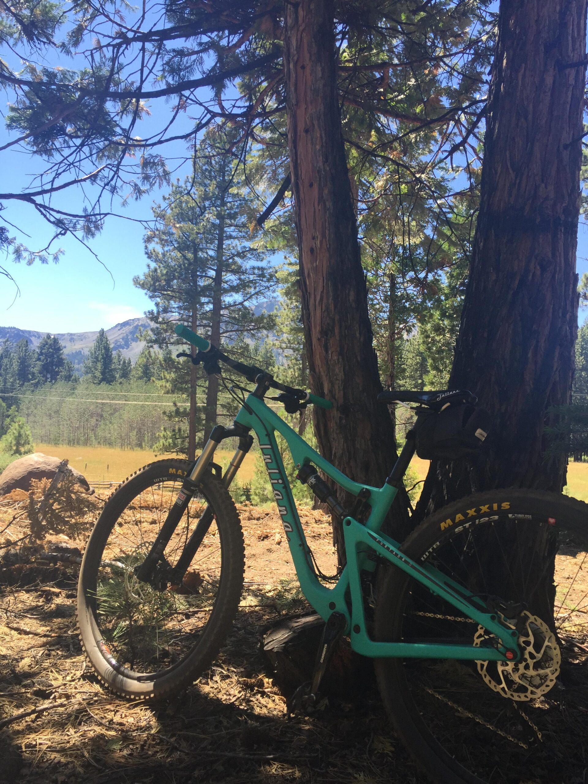 Juliana Furtado: A turquoise mountain bike leaning against two tall pine trees in a forested area with a clear blue sky and distant mountains in the background. Sunlight filters through the trees, illuminating the bike and the forest floor covered in pine needles and leaves.