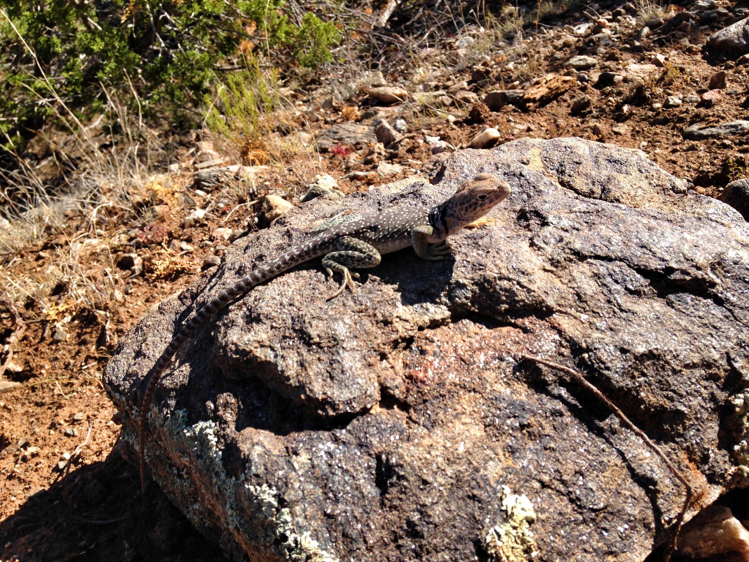 A lizard basking on a rocky surface in a dry, natural environment, surrounded by sparse vegetation and dirt. Tightrope mountain bike trail.