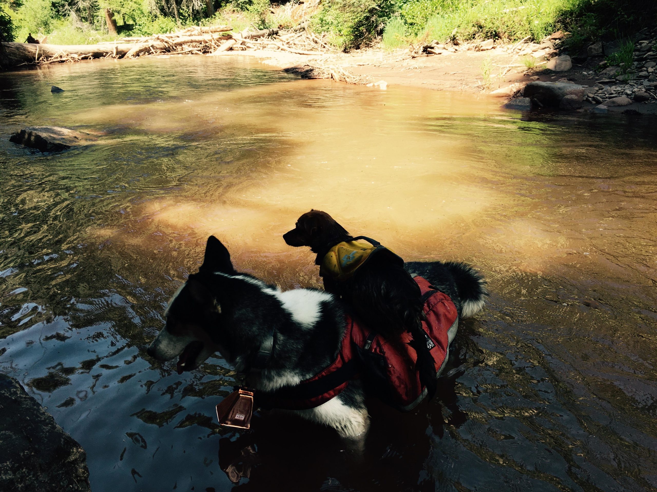 Two dogs are standing in shallow water, with one larger dog wearing a red harness and a smaller dog perched on its back. The scene is set in a natural environment with trees and a sandy shore in the background. The water is calm and reflects the surrounding greenery. Hermosa Creek Trail mountain bike trail.