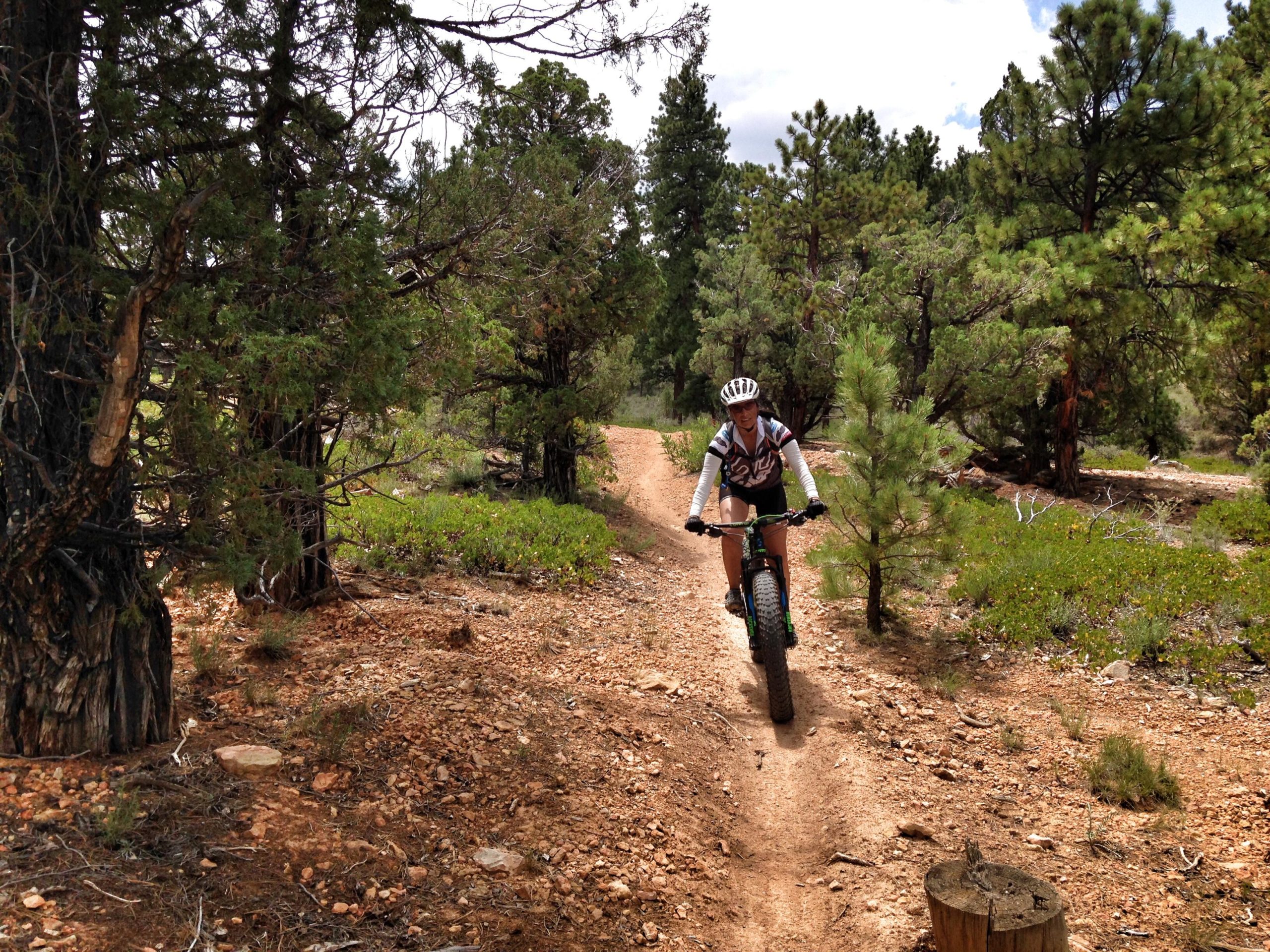 A mountain biker riding a fat bike along a dirt trail surrounded by tall trees and greenery in a forested area. Thunder Mountain mountain bike trail.