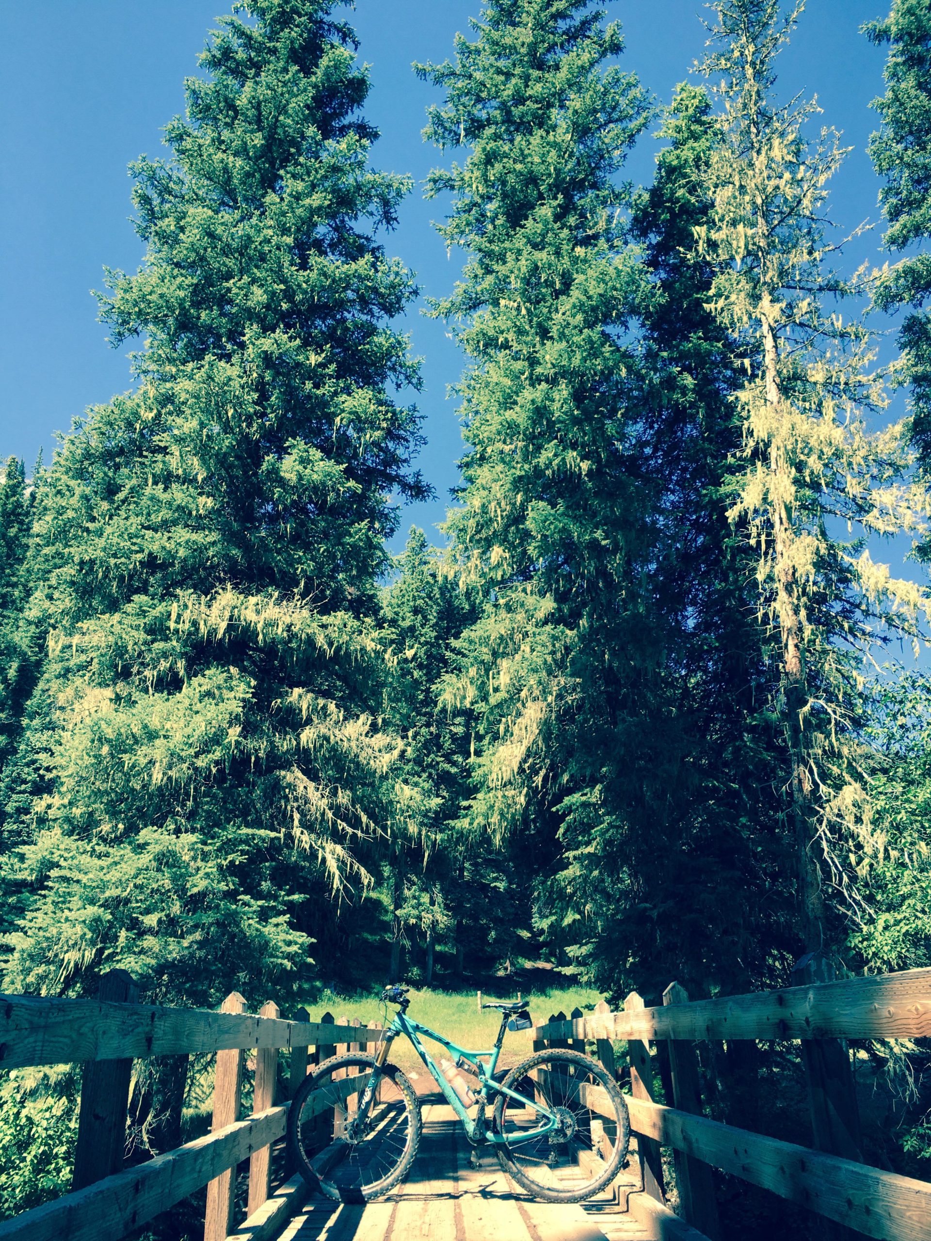 A blue mountain bike resting on a wooden bridge surrounded by tall green trees under a clear blue sky. The scene showcases a peaceful outdoor setting, ideal for cycling and enjoying nature. Hermosa Creek Trail mountain bike trail.