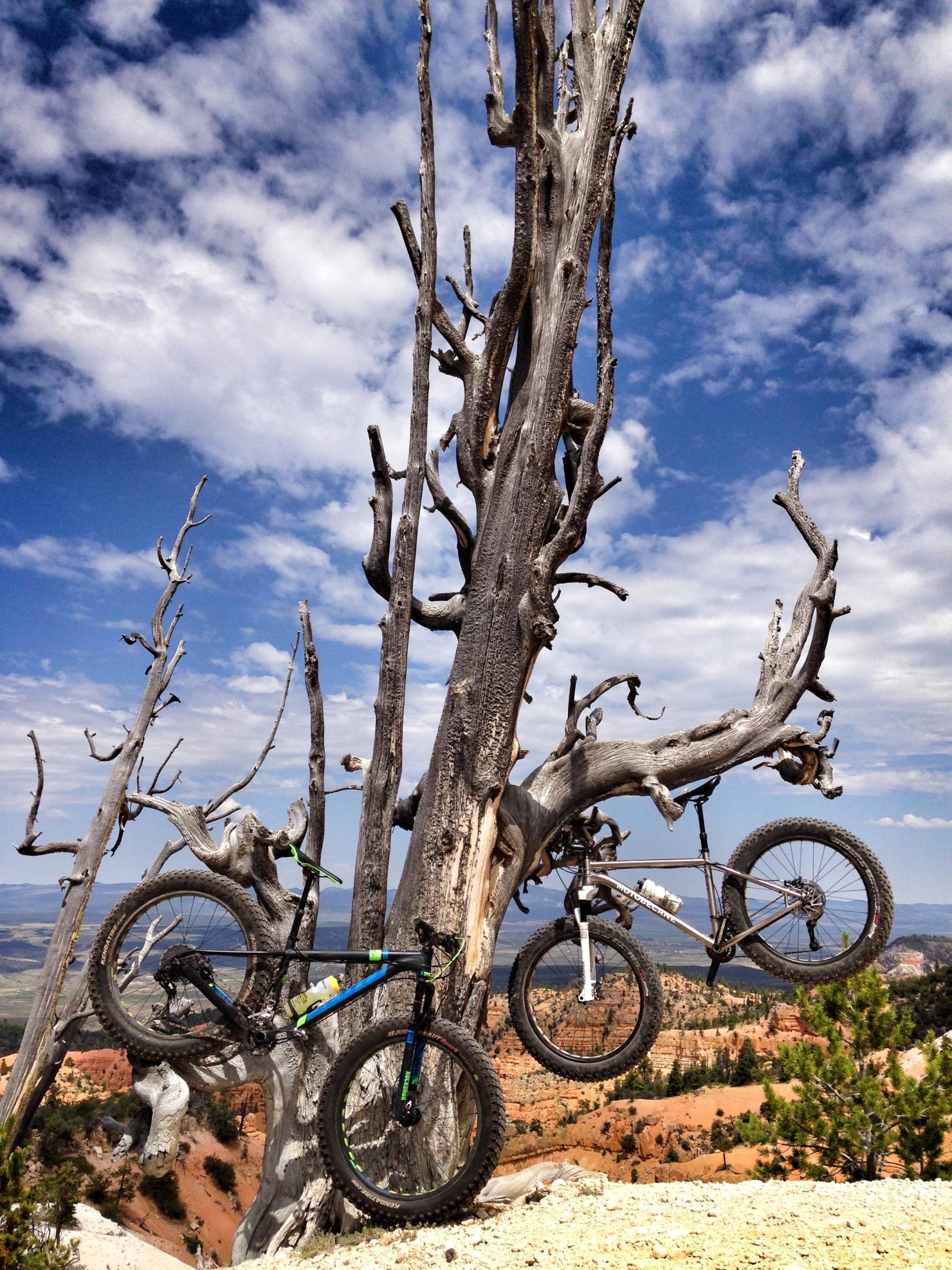 Two mountain bikes are creatively draped over a dead tree with twisted branches, set against a backdrop of rugged terrain and a blue sky adorned with fluffy white clouds. The landscape features a mix of green trees and rocky formations, showcasing a scenic outdoor environment. Thunder Mountain mountain bike trail.