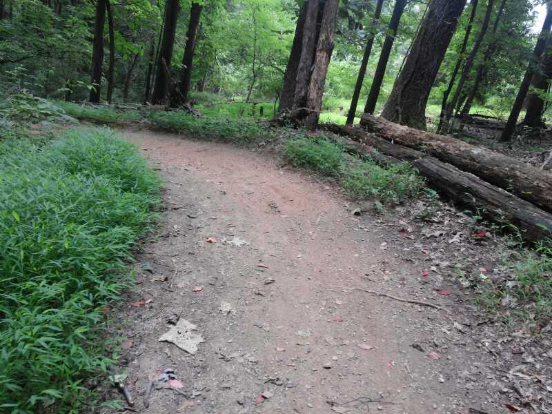 A winding dirt path in a lush green forest, flanked by tall trees and patches of grass. Fallen logs and scattered leaves are visible along the edges of the trail. Lake Fairfax mountain bike trail.