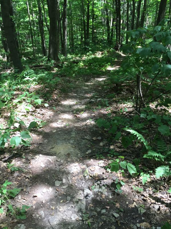 A narrow dirt path winding through a lush green forest, surrounded by trees and undergrowth. Sunlight filters through the leaves, creating a dappled light effect on the ground. Harriet Hollistor Spencer Park mountain bike trail.