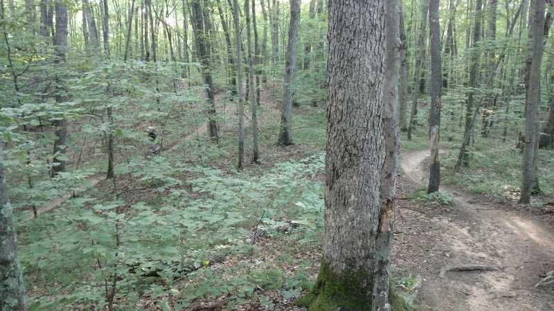 A dense forest scene featuring tall trees with green foliage, a clear dirt path winding through the underbrush, and sunlight filtering through the leaves, creating a tranquil and natural atmosphere. Cannonsburg State Game Area mountain bike trail.