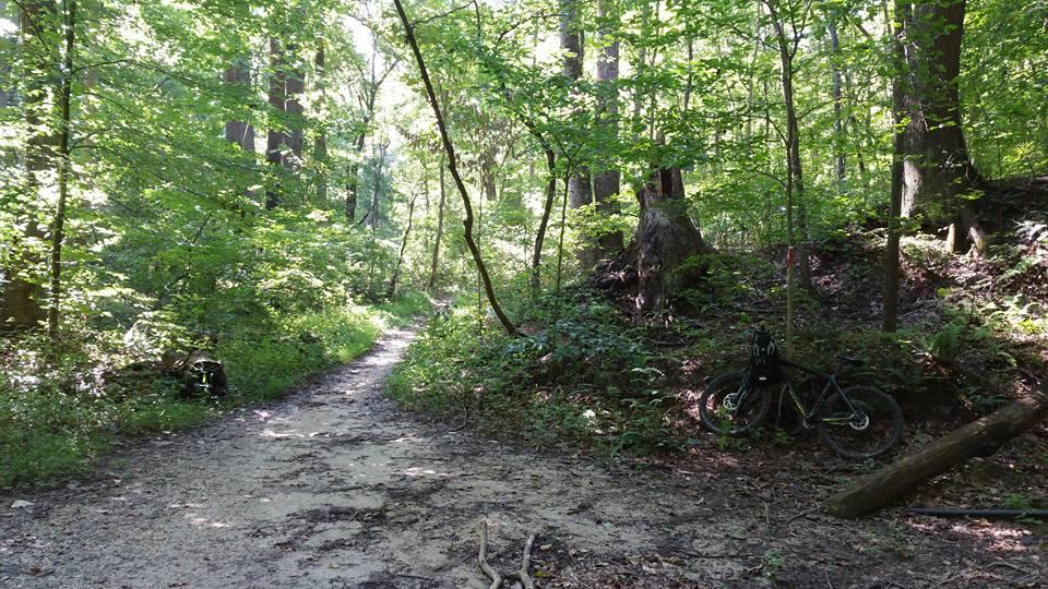 A winding dirt path through a lush green forest, with tall trees and abundant foliage surrounding the trail. A mountain bike leans against a tree on the right side, partially hidden by vegetation. Sunlight filters through the leaves, creating a bright atmosphere. Rosaryville State Park mountain bike trail.