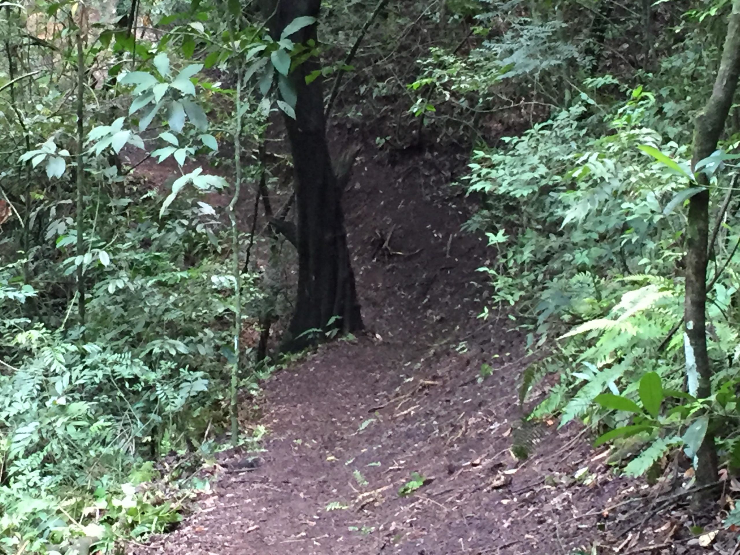 A narrow dirt path winding through a lush green forest, surrounded by various plants and trees. The scene conveys a sense of tranquility and natural beauty, with dappled sunlight filtering through the leaves. Los Senderos de Colon mountain bike trail.