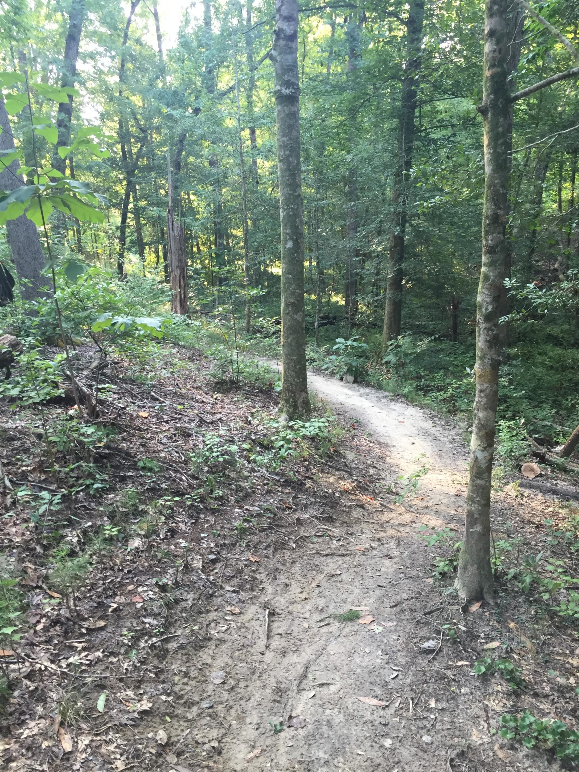 A narrow, winding dirt path through a lush green forest, flanked by trees and underbrush. The sunlight filters through the leaves, creating a tranquil and serene atmosphere. Flanners Beach Loop mountain bike trail.