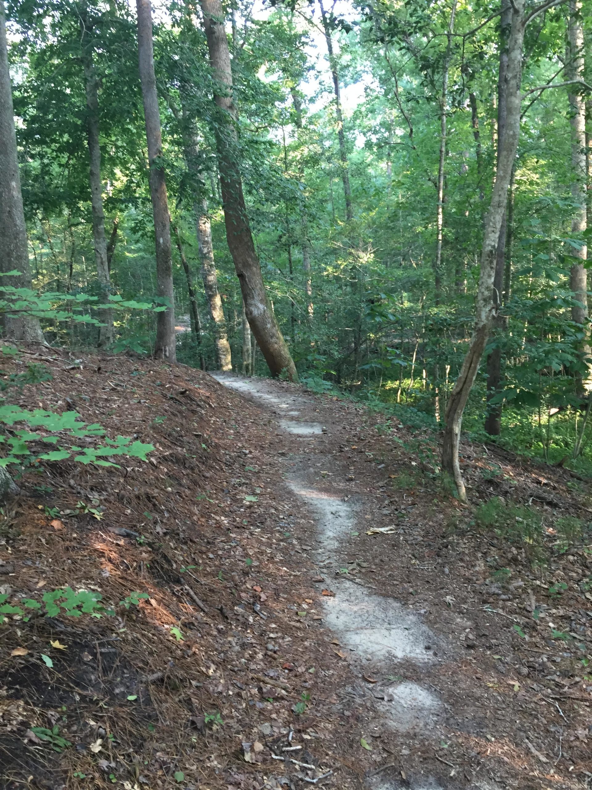 A winding dirt path through a lush green forest, surrounded by tall trees and scattered fallen leaves. The scene is peaceful, with dappled sunlight filtering through the foliage, creating a serene atmosphere for a nature walk. Flanners Beach Loop mountain bike trail.