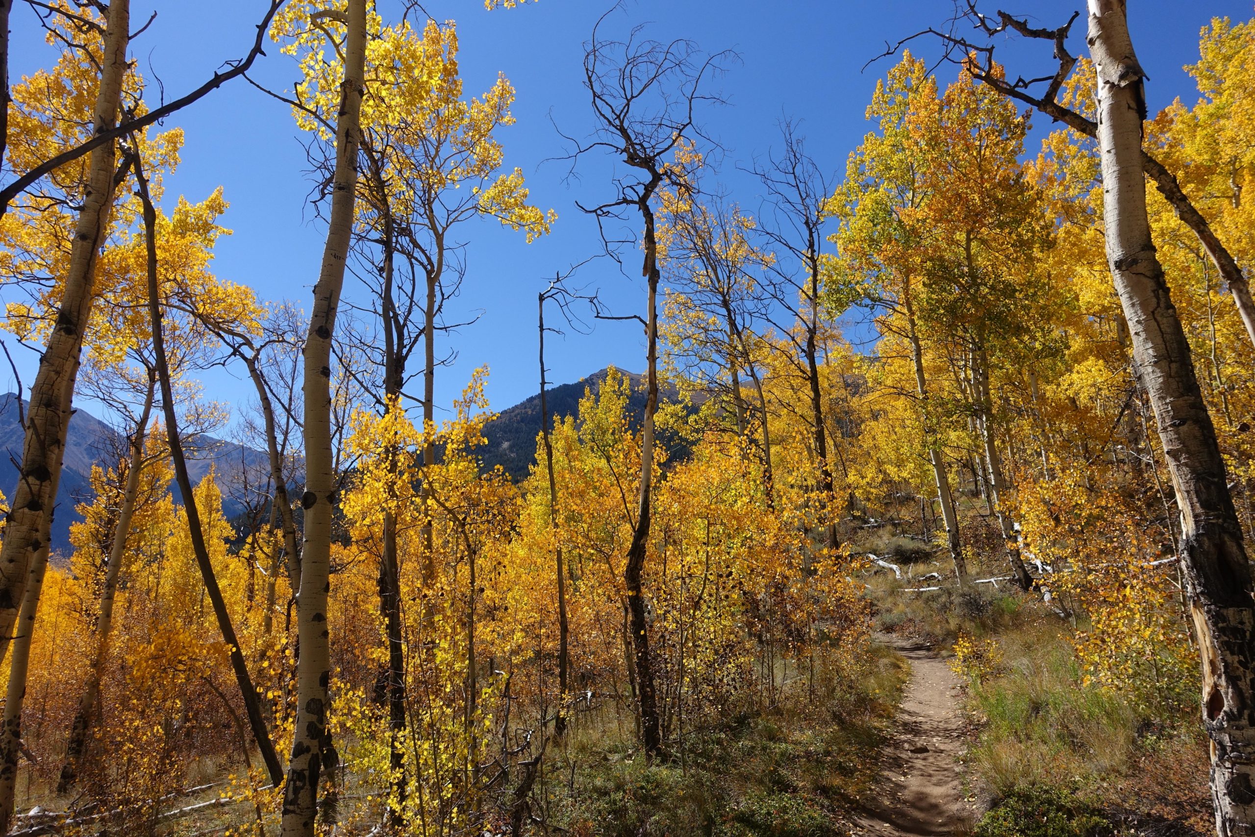 A scenic path winding through a forest filled with vibrant yellow aspen trees under a clear blue sky, with mountains visible in the background. Colorado Trail: Twin Lakes / Hwy 82 to Half Moon Rd / Mount Massive Wilderness mountain bike trail.