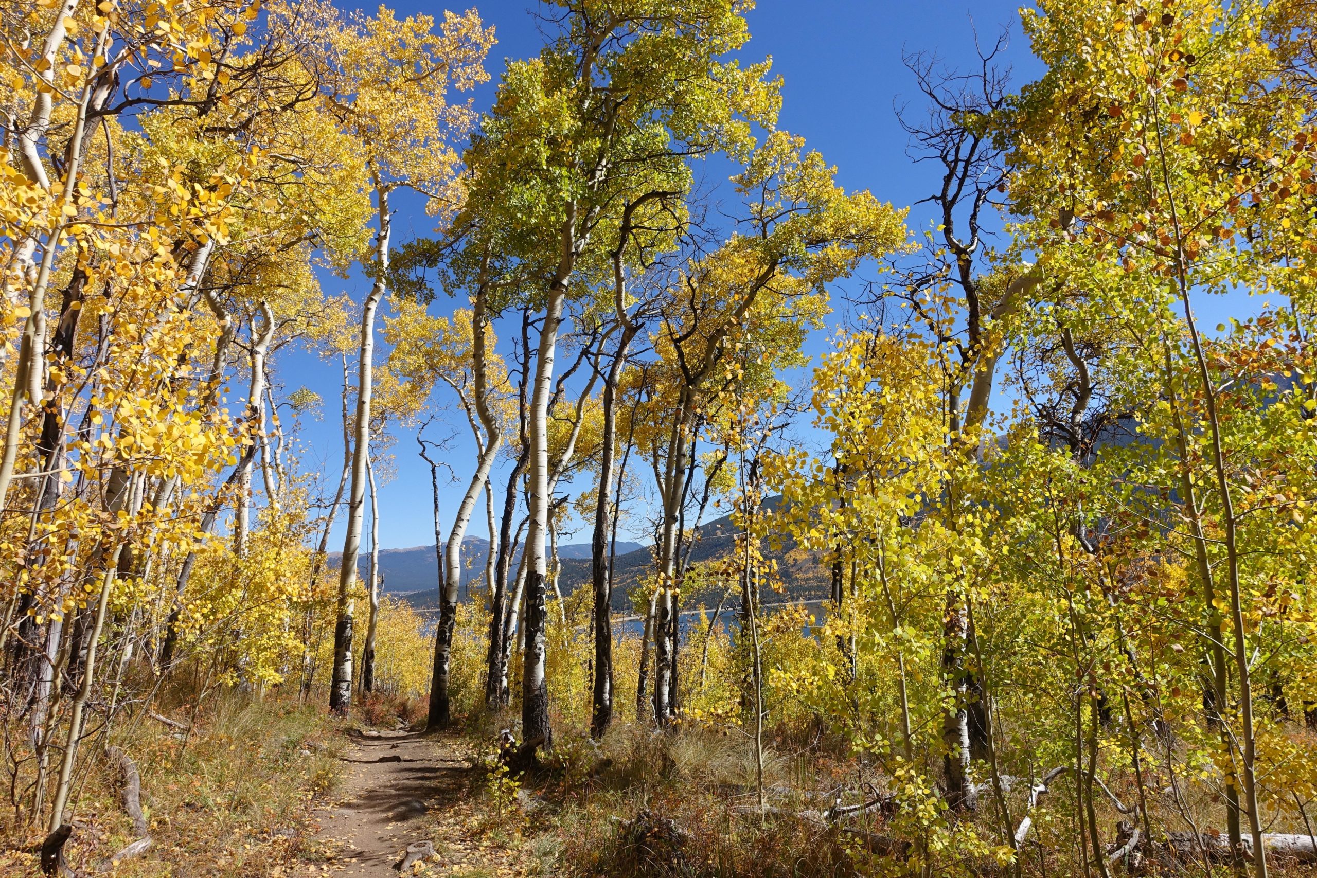 A scenic autumn trail surrounded by vibrant yellow and green trees under a clear blue sky, leading towards a distant lake and mountains. Colorado Trail: Twin Lakes / Hwy 82 to Half Moon Rd / Mount Massive Wilderness mountain bike trail.