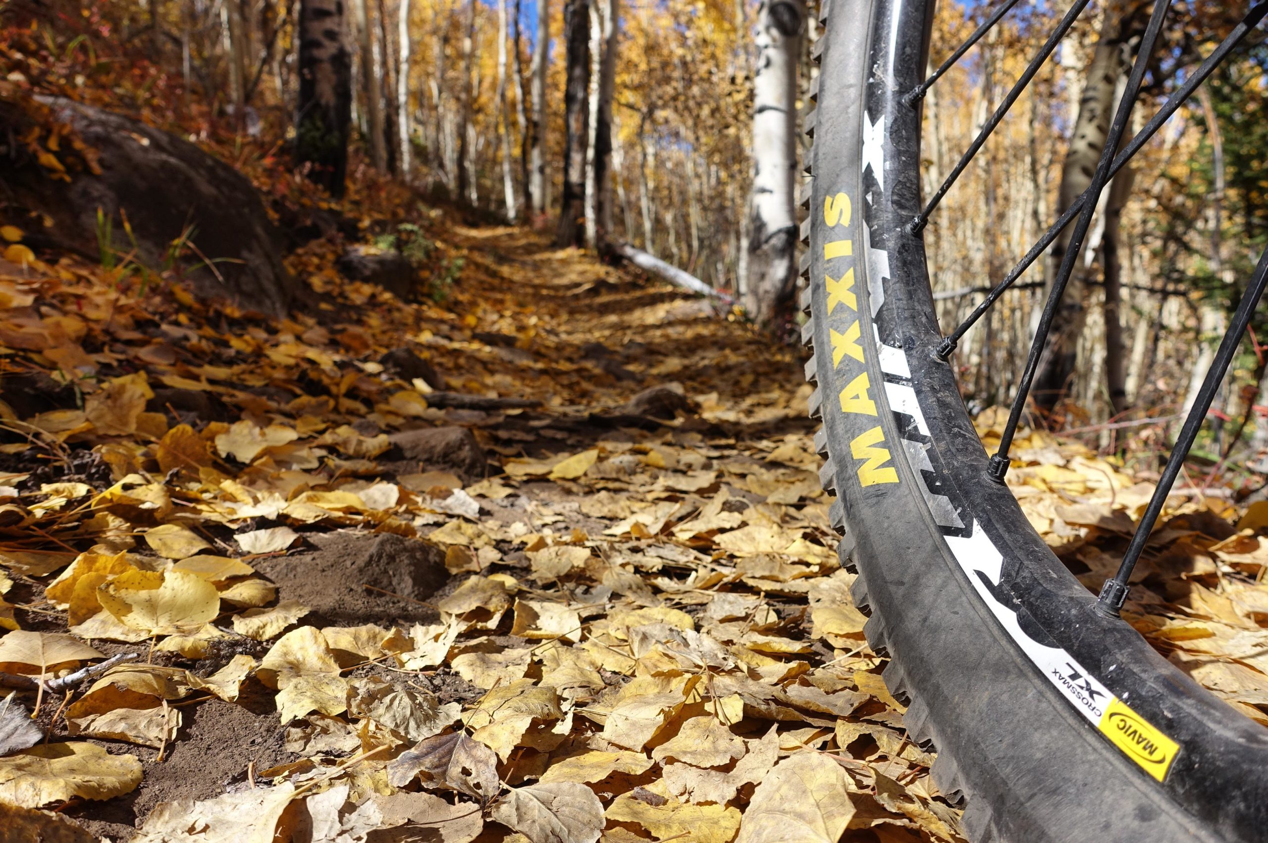 Close-up view of a mountain bike tire on a trail covered with autumn leaves, surrounded by aspen trees. The tire features "MAXXIS" branding, and the path winds through a forest with vibrant fall foliage. Colorado Trail: Twin Lakes / Hwy 82 to Half Moon Rd / Mount Massive Wilderness mountain bike trail.