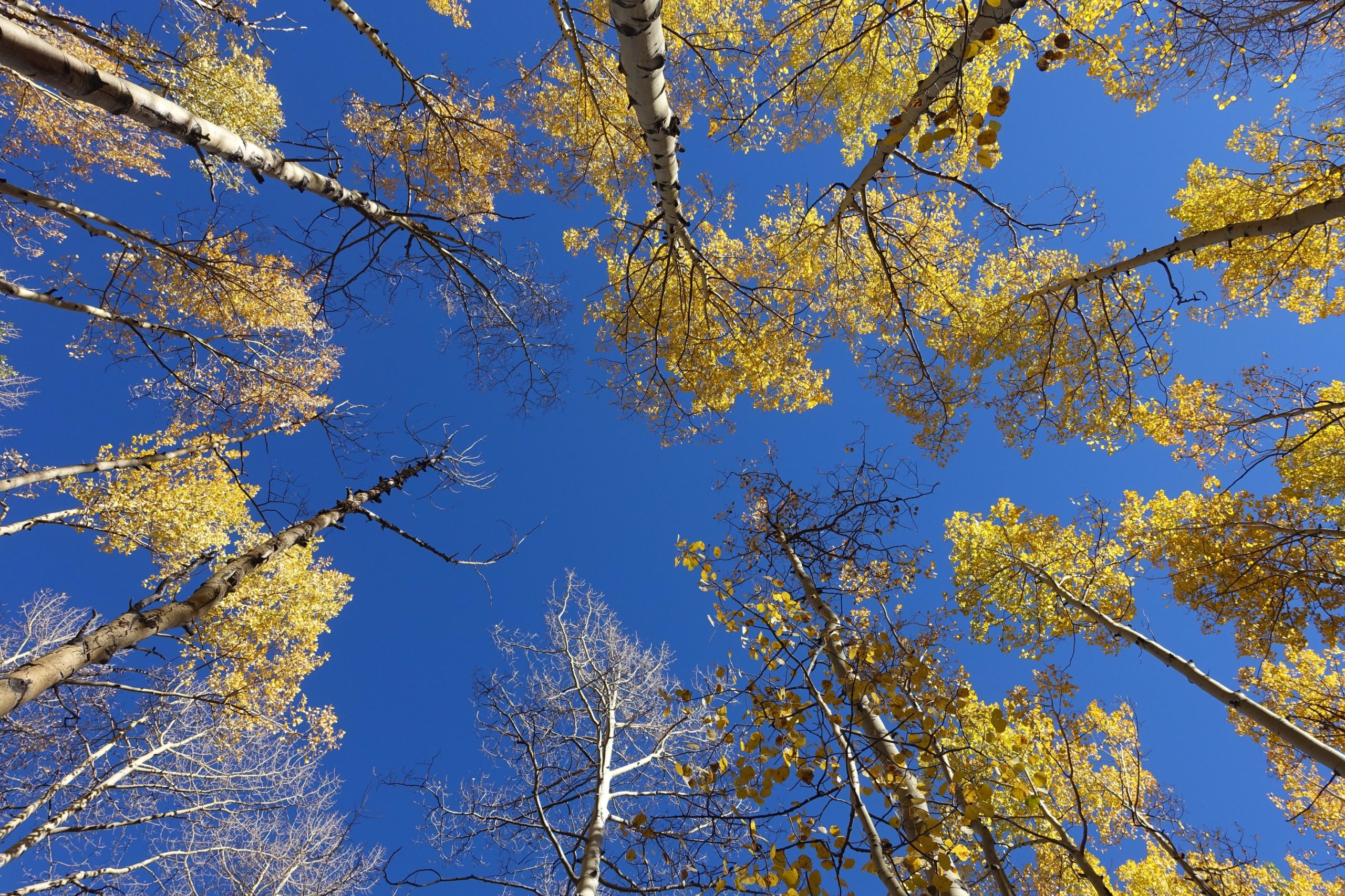 A view looking up through tall trees with vibrant yellow leaves against a clear blue sky. Colorado Trail: Twin Lakes / Hwy 82 to Half Moon Rd / Mount Massive Wilderness mountain bike trail.