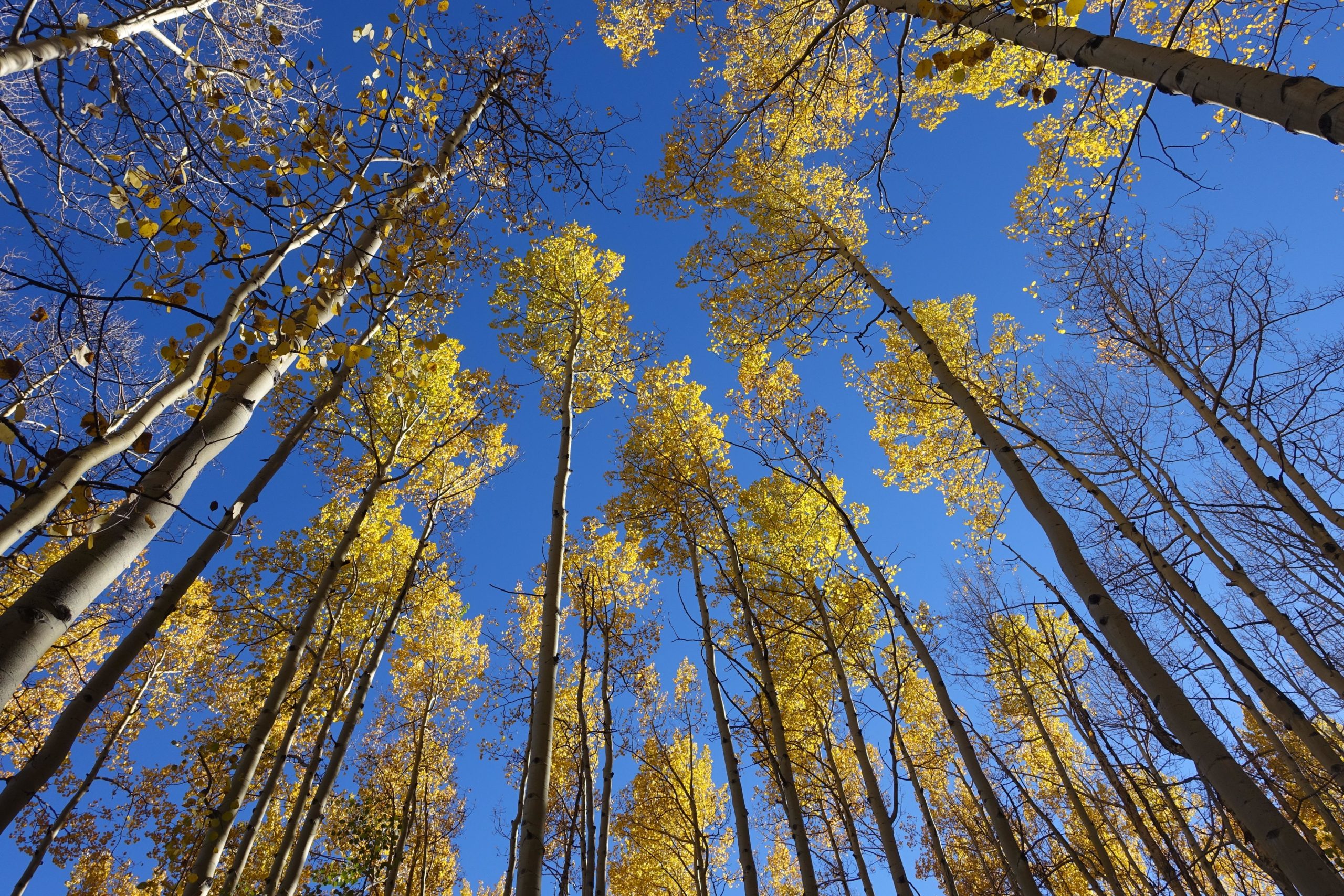 A view looking up at tall trees with vibrant yellow leaves against a clear blue sky, showcasing the beauty of fall foliage in a forest setting. Colorado Trail: Twin Lakes / Hwy 82 to Half Moon Rd / Mount Massive Wilderness mountain bike trail.