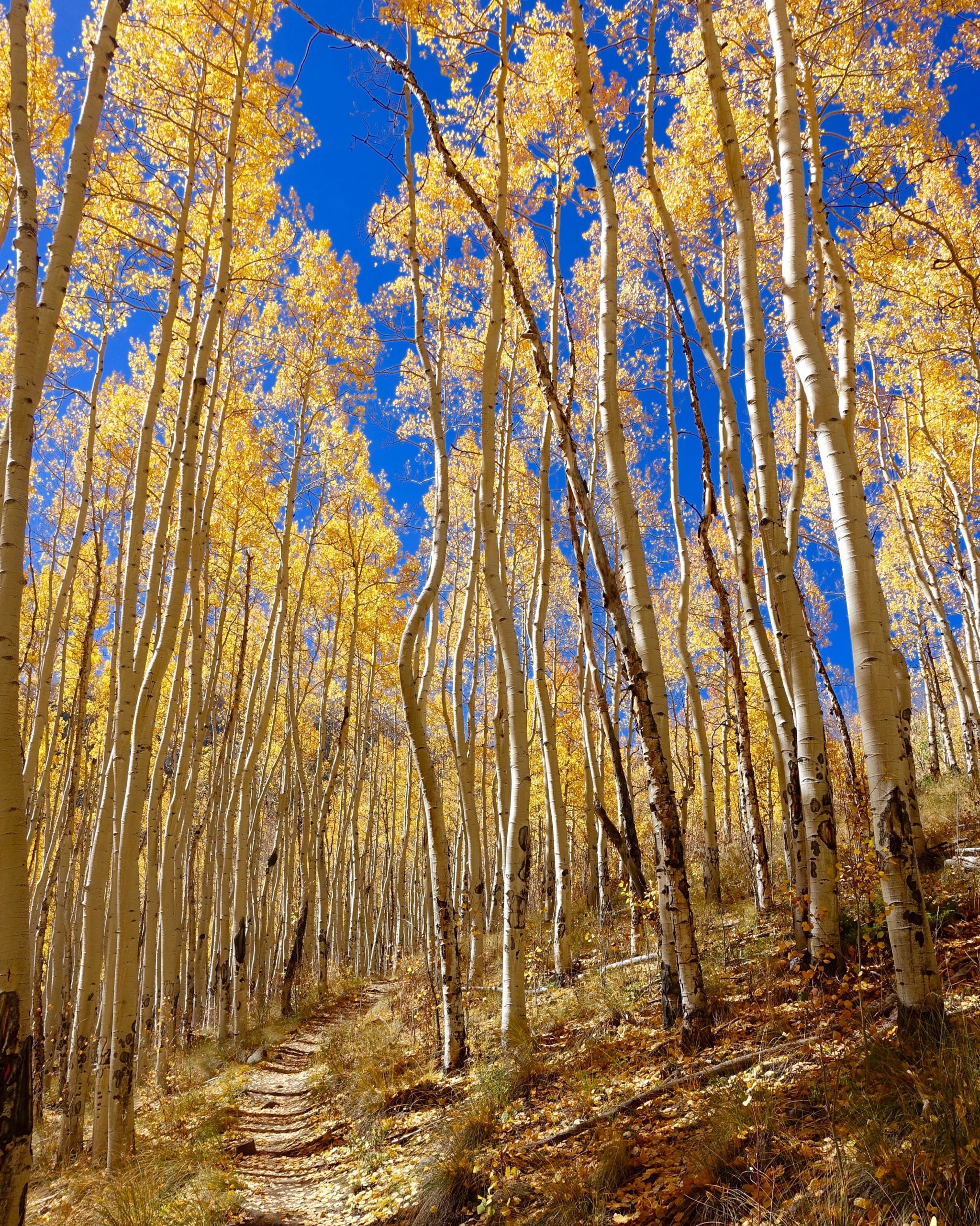 A sunlit trail winding through a forest of tall, slender aspen trees with vibrant yellow leaves under a clear blue sky. The ground is covered with fallen leaves, creating a warm, autumnal atmosphere. Colorado Trail: Twin Lakes / Hwy 82 to Half Moon Rd / Mount Massive Wilderness mountain bike trail.