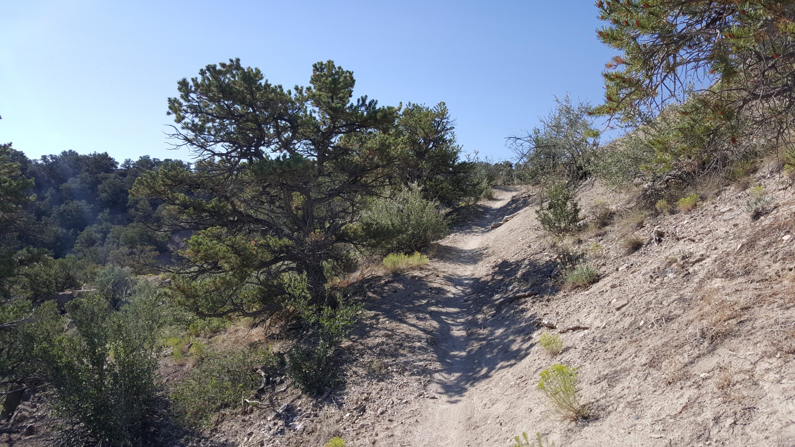 A winding dirt trail surrounded by greenery and trees, leading upward through a sunlit landscape with a clear blue sky. The path is bordered by shrubs and sparse vegetation on both sides. Little Rainbow mountain bike trail.