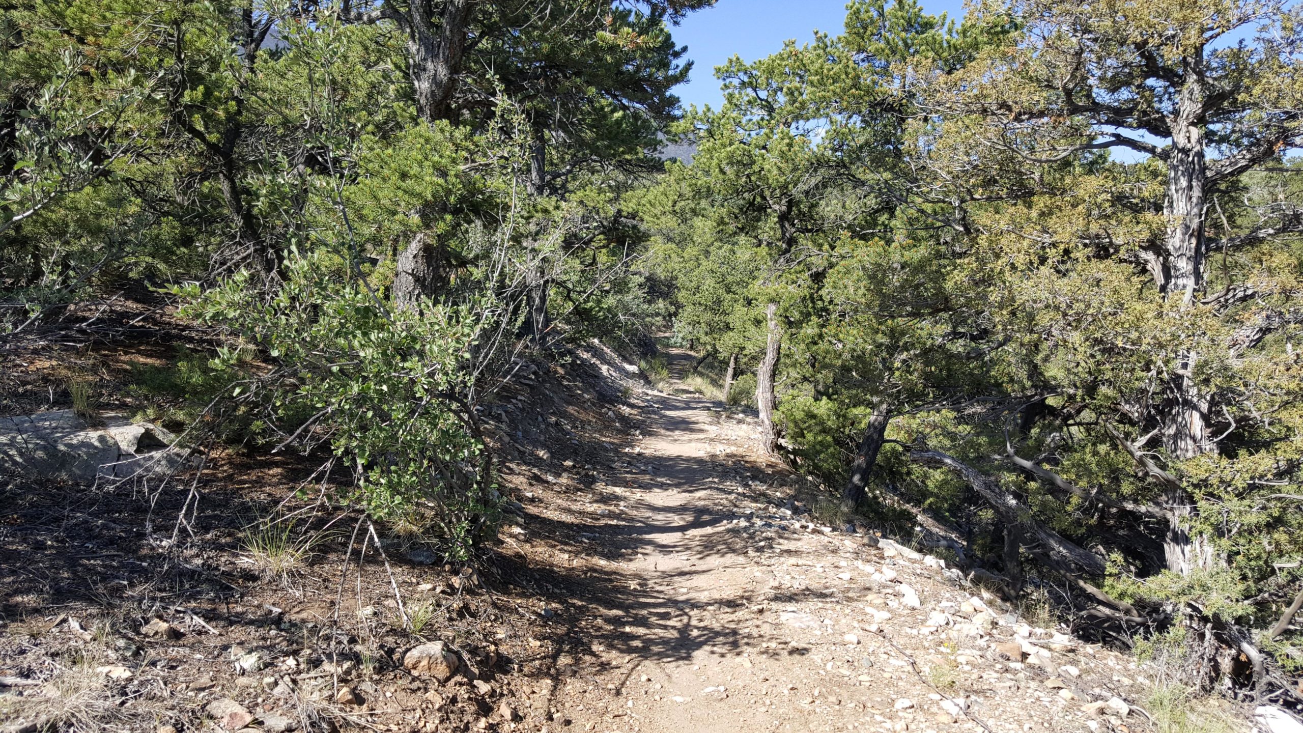 A narrow dirt path winds through a lush green forest, surrounded by dense shrubs and trees. The pathway is edged with rocks and appears sunlit under a clear blue sky. Little Rainbow mountain bike trail.
