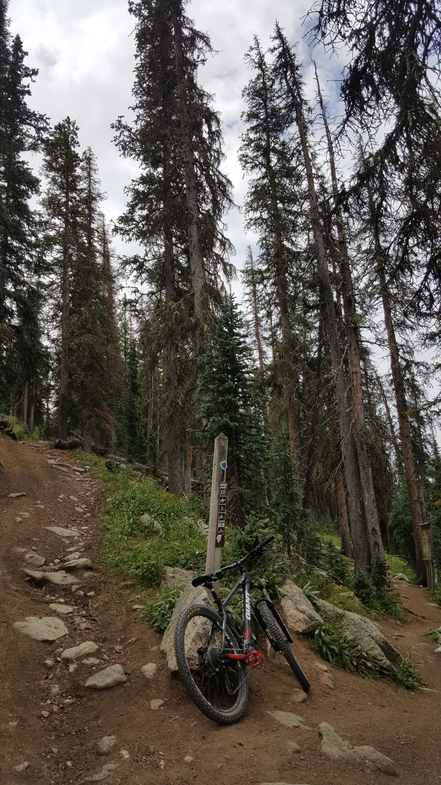 A mountain bike resting against a trail marker in a dense forest, surrounded by tall pine trees and a rocky, dirt path leading into the woods. The sky is overcast. Monarch Crest Trail mountain bike trail.