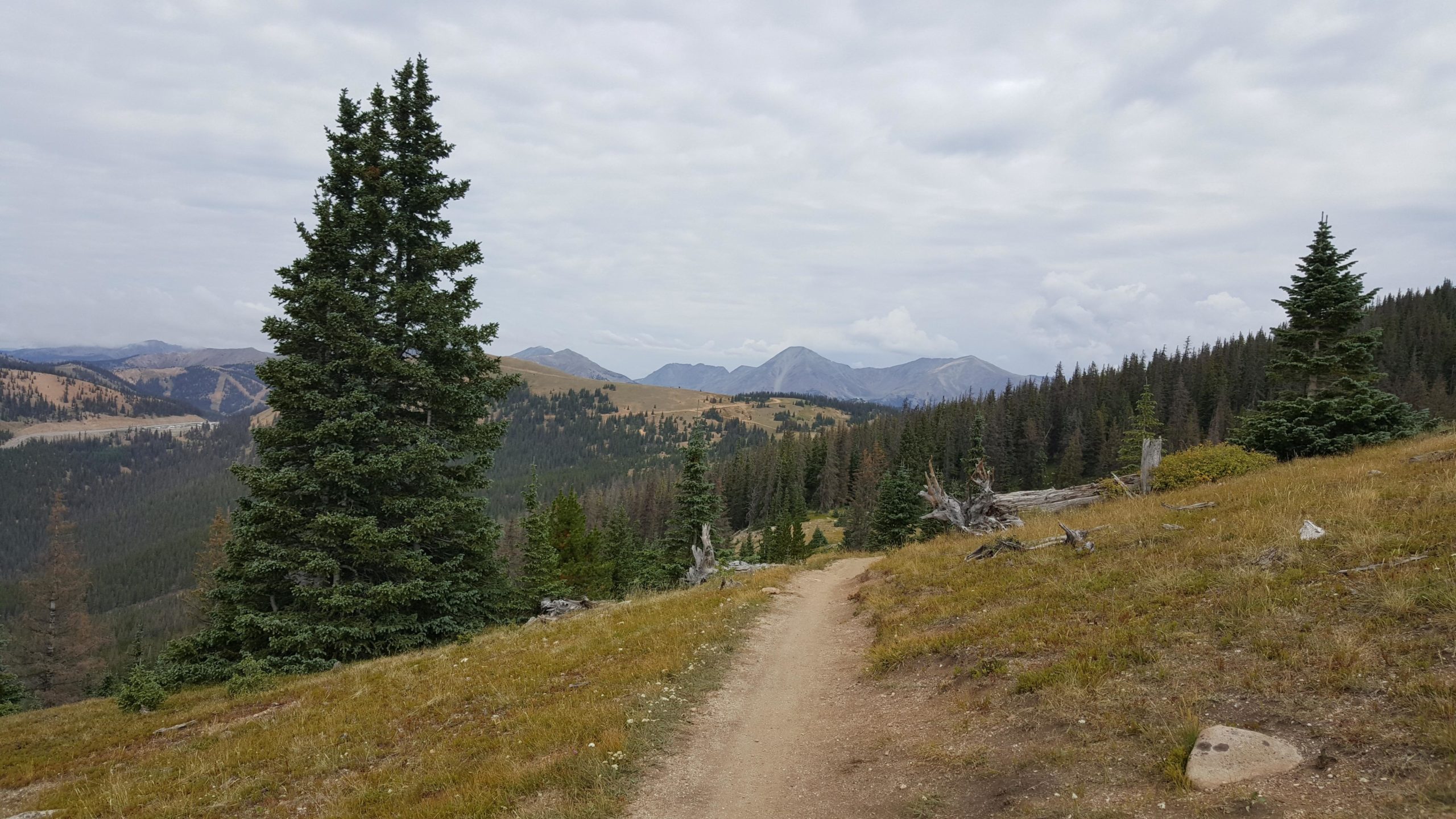 A winding dirt path leads through a grassy landscape surrounded by evergreen trees, with rolling mountains in the background under a cloudy sky. Monarch Crest Trail mountain bike trail.