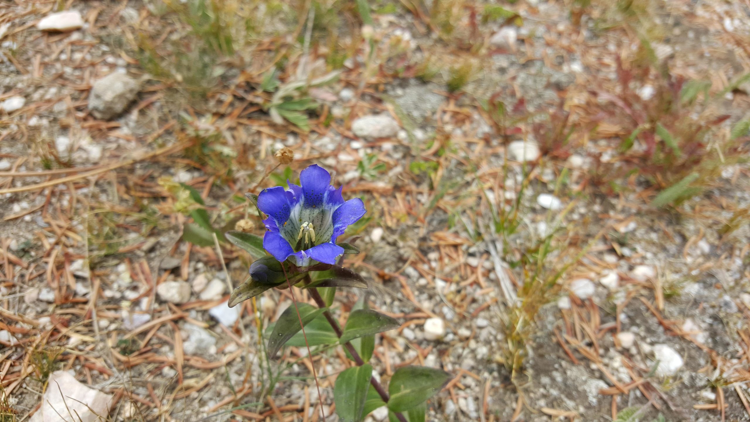 A close-up of a vibrant blue flower with delicate petals, surrounded by earthy tones of soil and scattered pine needles. The flower stands out against a backdrop of green grasses and small stones. Monarch Crest Trail mountain bike trail.
