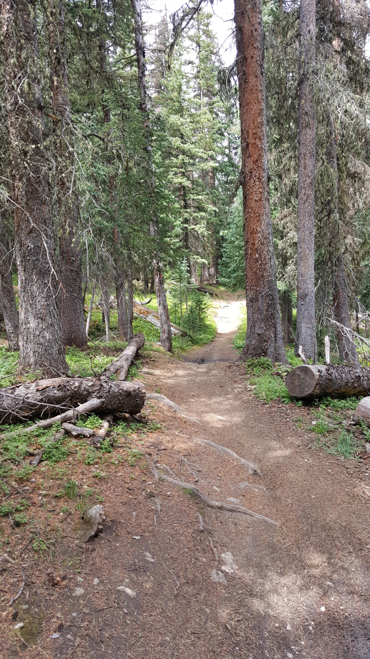 A winding dirt path through a forest, surrounded by tall trees and scattered fallen branches. Sunlight filters through the canopy, illuminating the trail ahead. Monarch Crest Trail mountain bike trail.