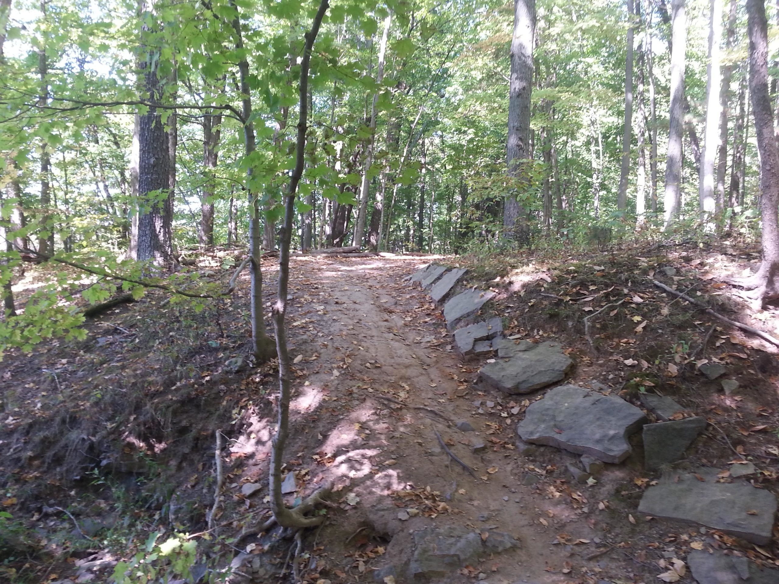A winding dirt path through a lush green forest, bordered by trees and scattered rocks. Sunlight filters through the leaves, illuminating the trail that leads further into the wooded area, with some fallen leaves on the ground. Nockamixon State Park mountain bike trail.