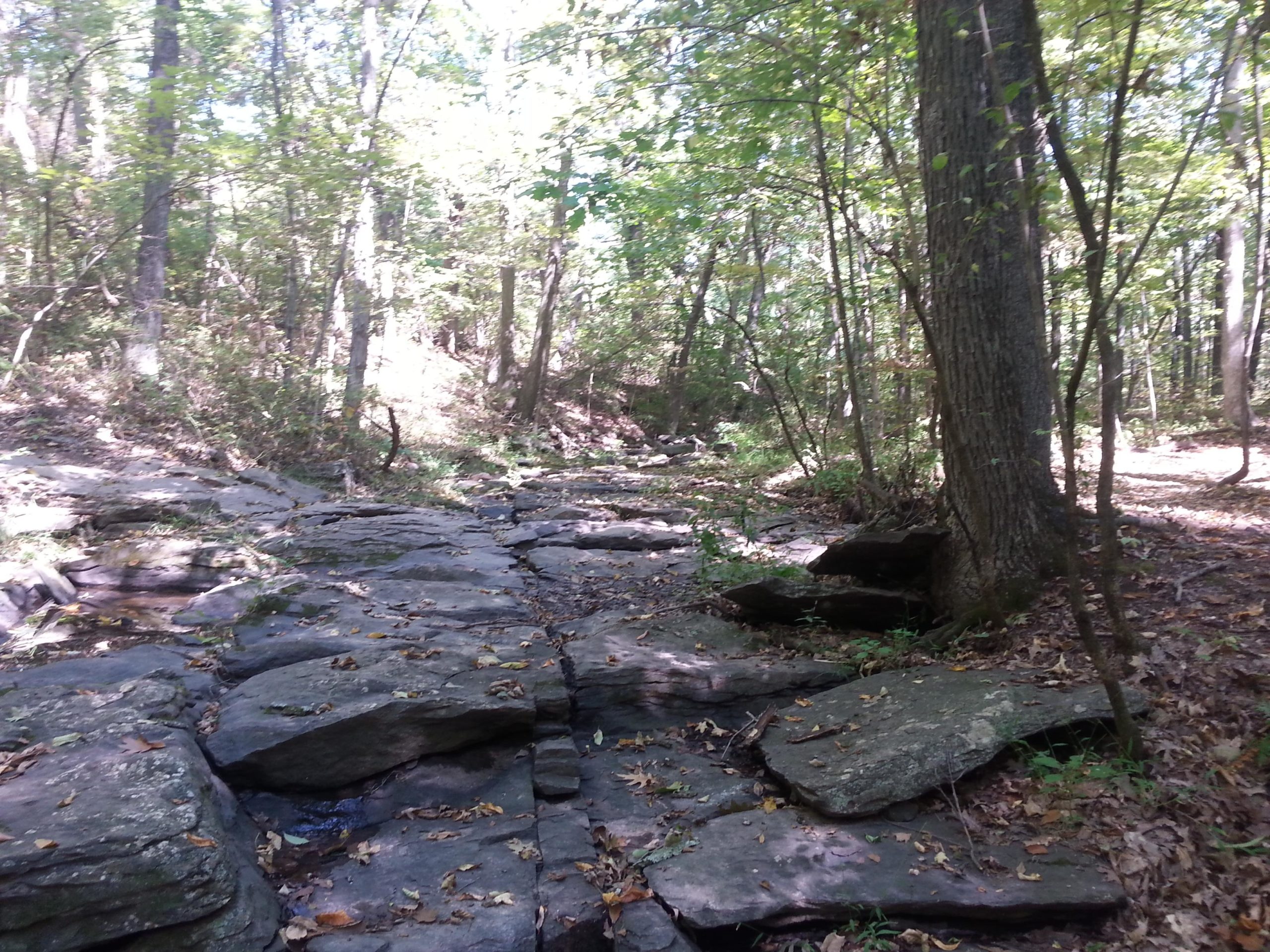 A rocky stream bed surrounded by lush green trees, capturing sunlight filtering through the leaves. The terrain features scattered rocks and fallen leaves, suggesting a peaceful, natural setting in a forested area. Nockamixon State Park mountain bike trail.