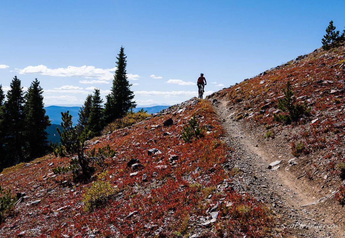A mountain biker riding along a narrow trail on a hillside, surrounded by vibrant red and green vegetation, with tall evergreen trees and a clear blue sky in the background. Monarch Crest Trail mountain bike trail.