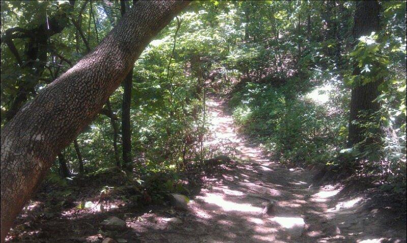 A narrow dirt path winding through a lush green forest, with sunlight filtering through the leaves. Large trees frame the scene, creating dappled shadows on the ground. Turkey Mountain mountain bike trail.