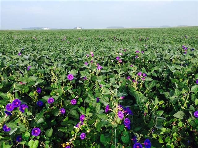 A vast field filled with lush green foliage and vibrant purple flowers under a clear sky. In the background, faint structures are visible, surrounded by a horizon of greenery. Slippery Elm Trail mountain bike trail.