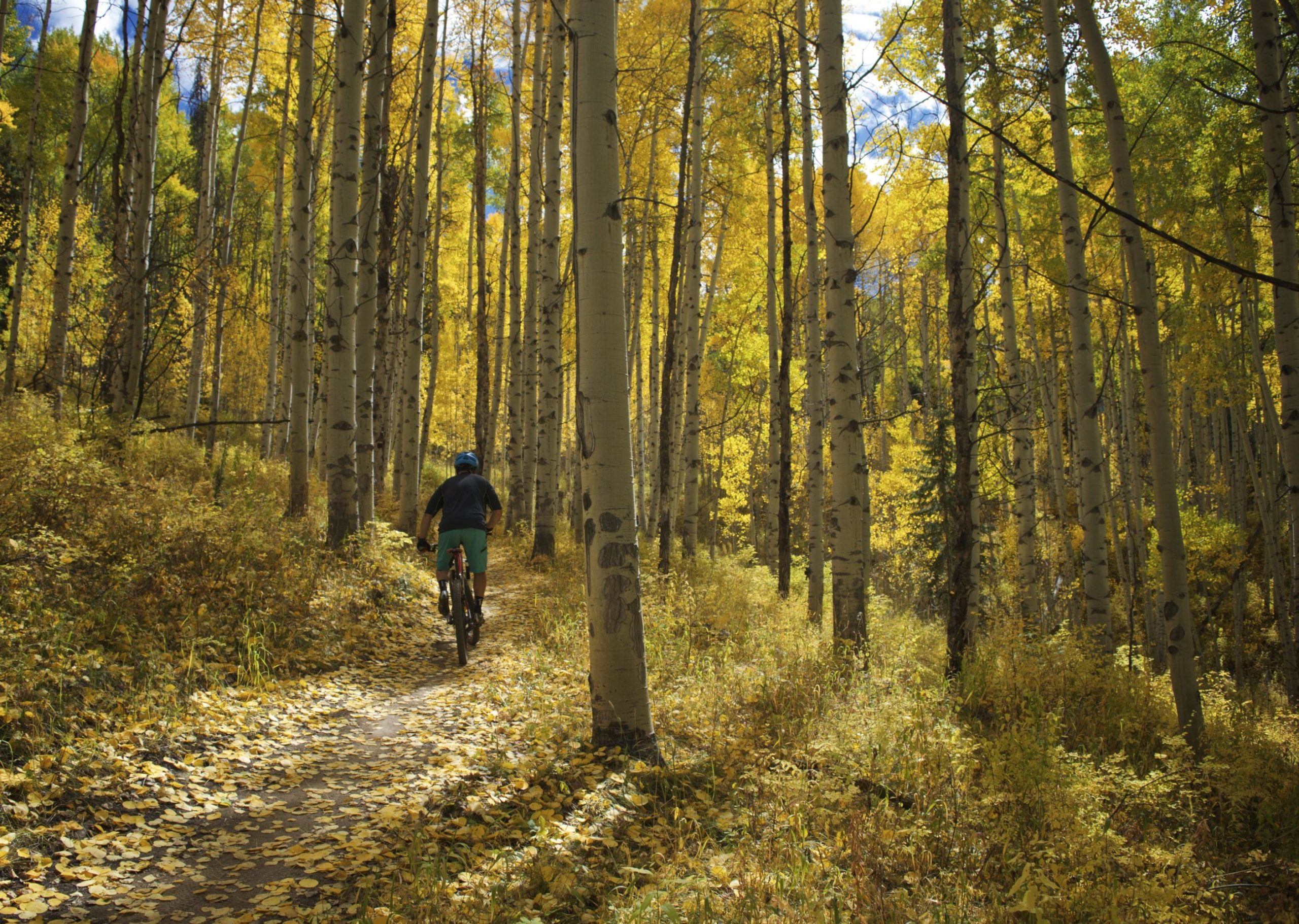 A mountain biker riding along a dirt trail surrounded by tall aspen trees with bright yellow leaves, set in a vibrant autumn landscape. Sunlight filters through the trees, illuminating the path covered in fallen leaves. Beaver Creek Ski Resort mountain bike trail.