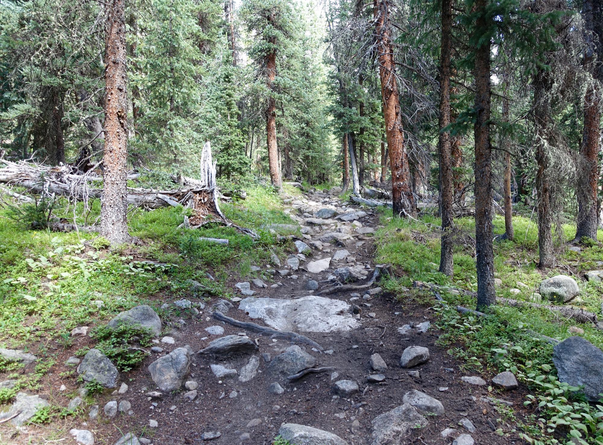 A rocky trail winding through a dense forest, with tall green trees and patches of grass. Sunlight filters through the foliage, highlighting scattered stones and roots along the path. Timberline Trail mountain bike trail.