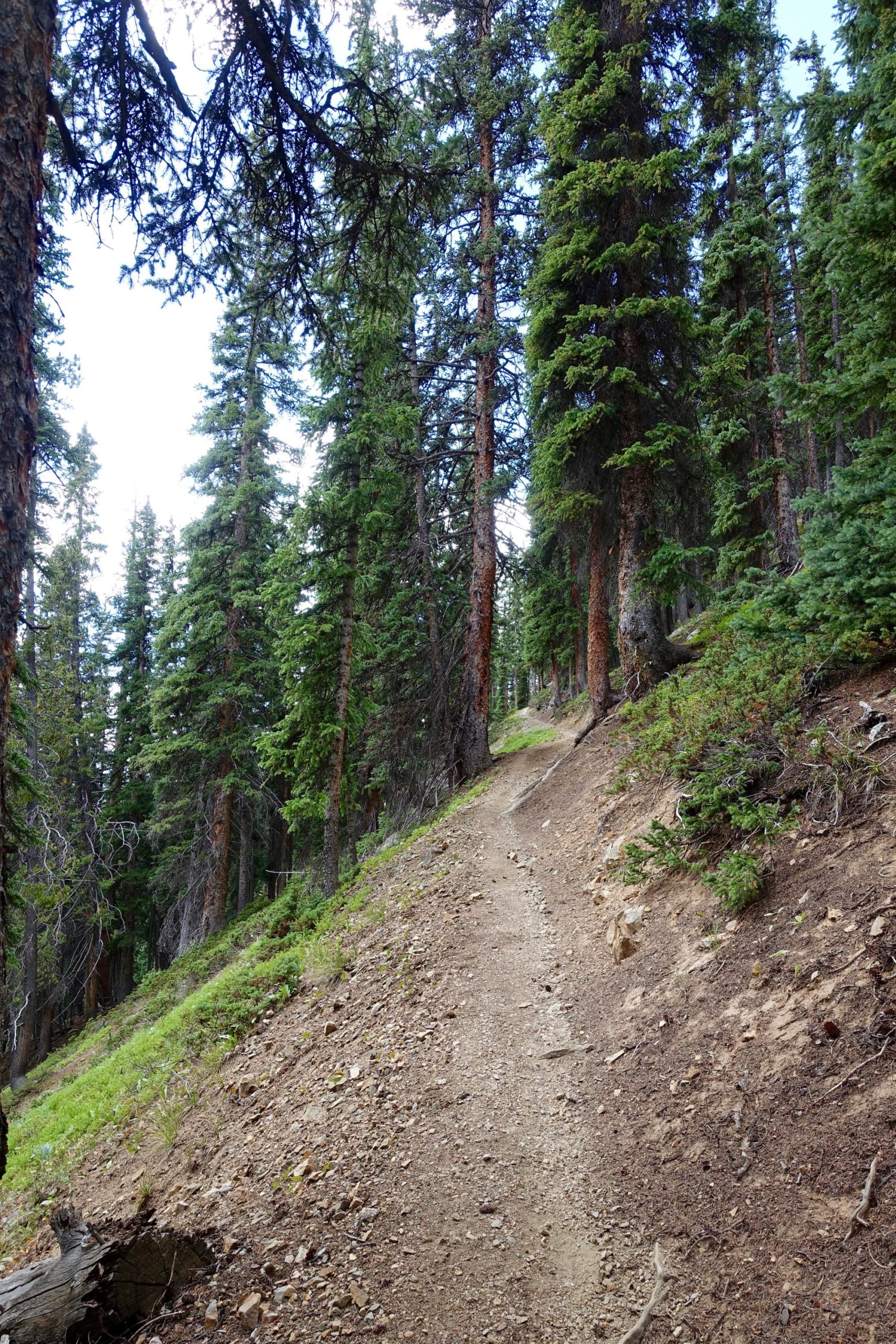 A winding dirt trail through a lush forest of tall pine trees, with a gentle slope on one side and greenery scattered on the ground. The sky above is partly cloudy, indicating a serene outdoor environment. Timberline Trail mountain bike trail.