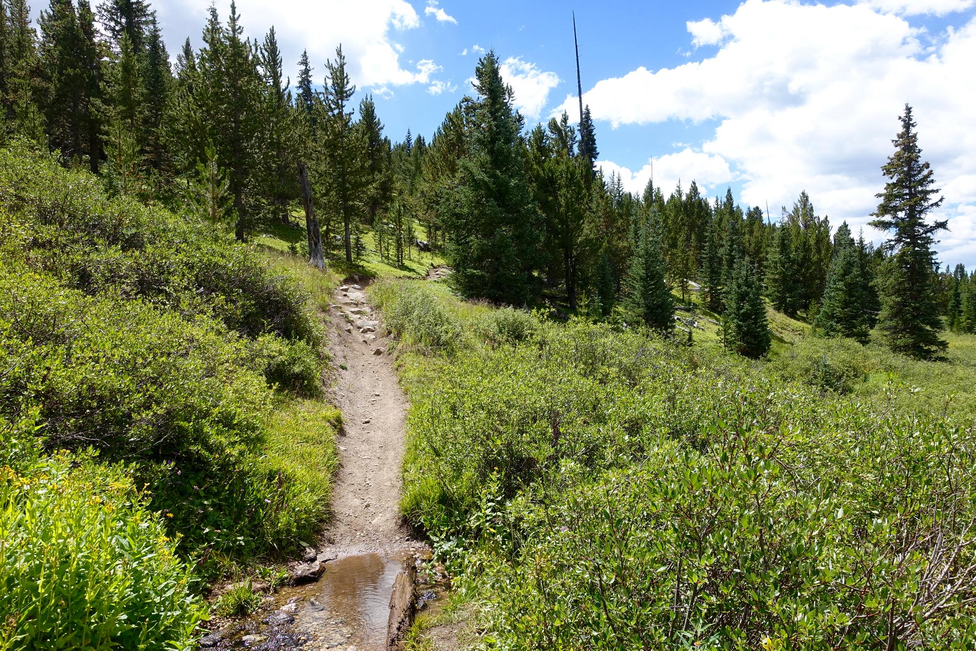 A narrow dirt path meandering through lush greenery, surrounded by tall coniferous trees under a bright blue sky with scattered clouds. A small puddle of water is visible along the trail. Timberline Trail mountain bike trail.