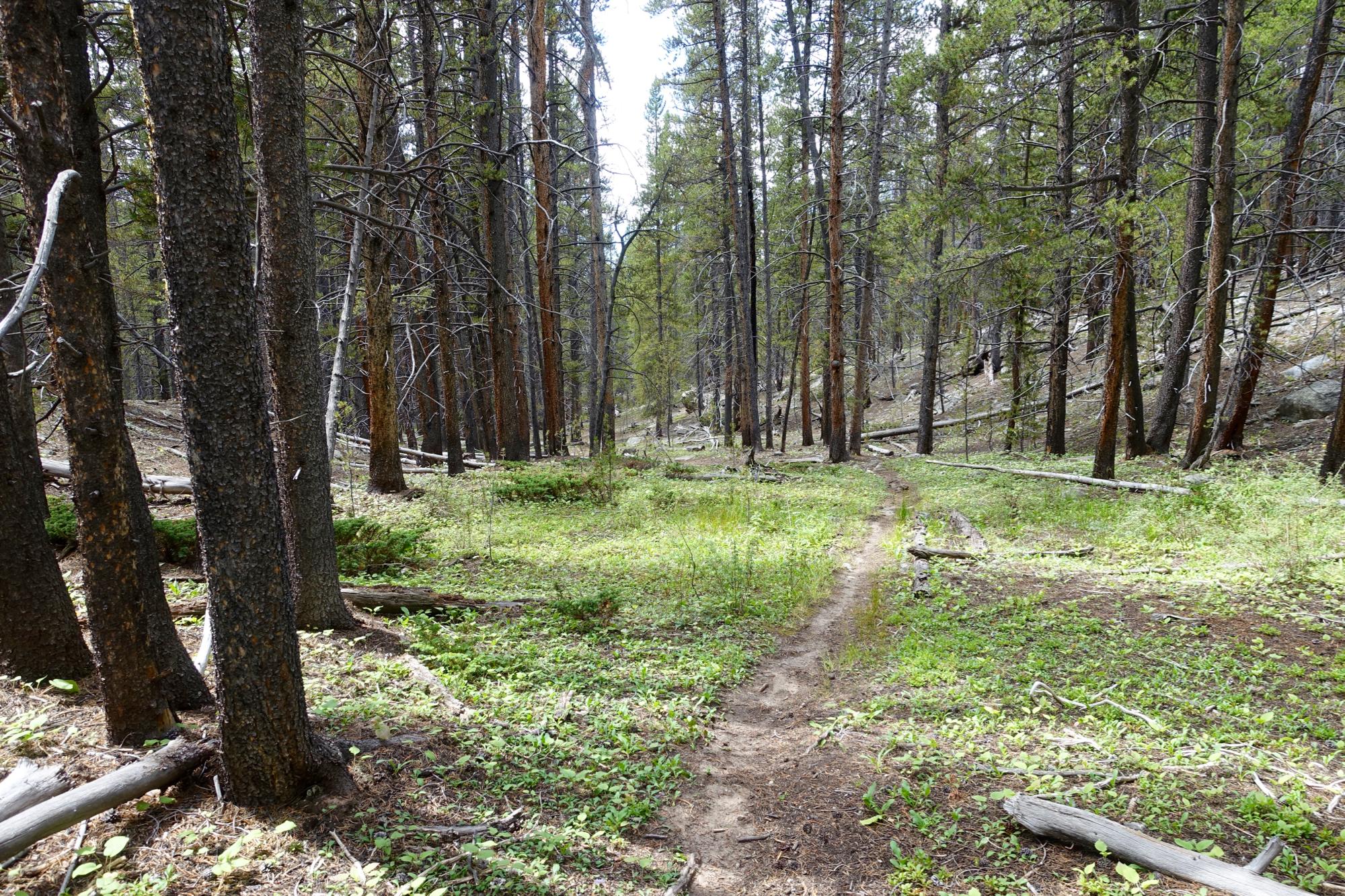 A serene indoor view of a forest with tall trees and a winding dirt path. The ground is covered with green plants and scattered logs, creating a tranquil natural setting. Sunlight filters through the branches, illuminating the wooded area. Texas Ridge Trail mountain bike trail.