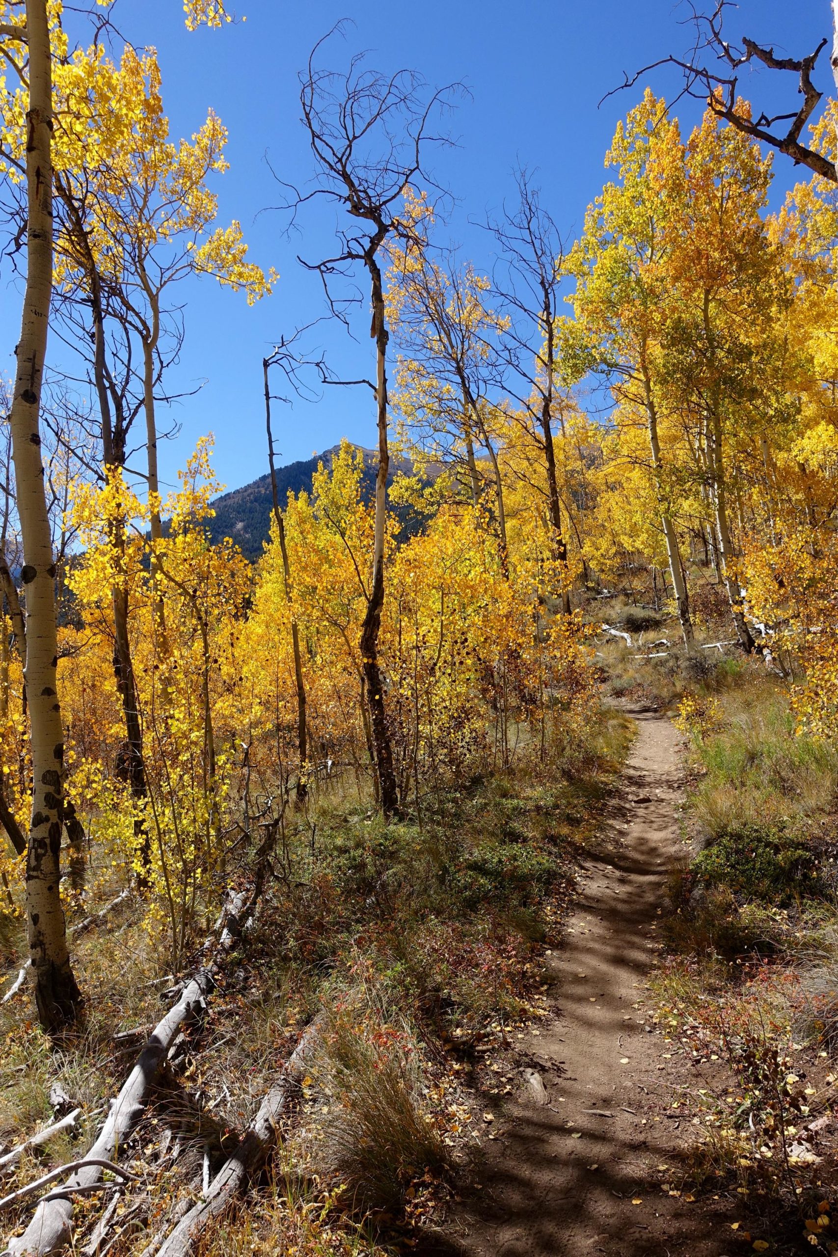 A winding dirt path leads through a vibrant autumn forest filled with bright yellow and gold leaves. Aspen trees line the sides of the trail, with some bare branches visible, and a blue sky overhead. In the background, a mountainous landscape adds depth to the scene. Colorado Trail: Twin Lakes / Hwy 82 to Half Moon Rd / Mount Massive Wilderness mountain bike trail.