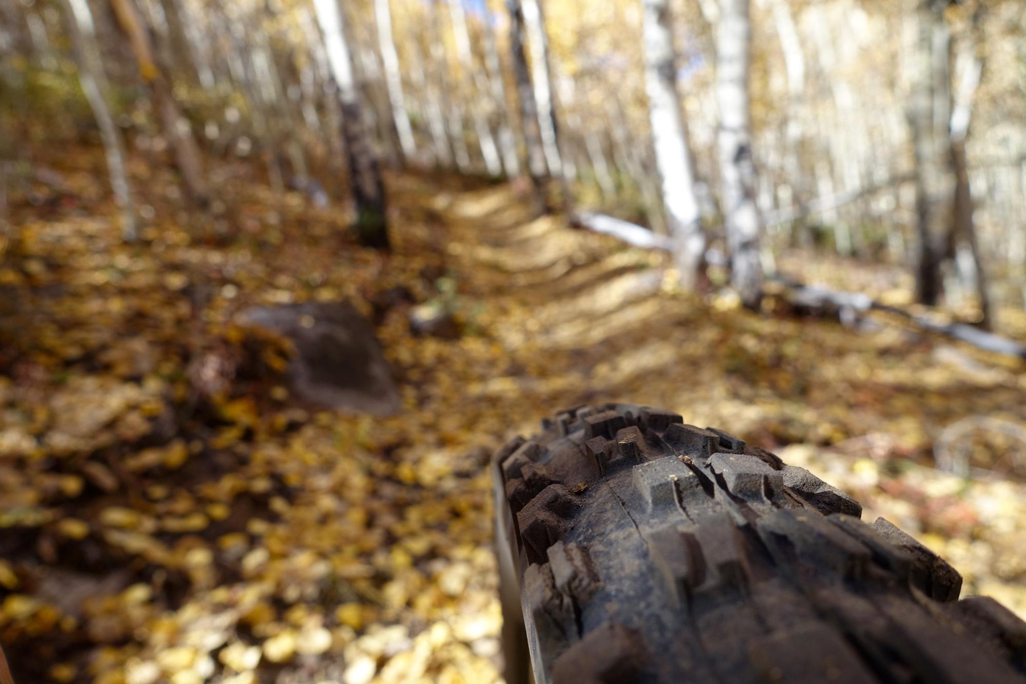 A close-up view of a bike tire sitting on a forest trail covered with fallen yellow leaves, with blurred trees in the background. The path winds through the woods, hinting at an autumn landscape. Colorado Trail: Twin Lakes / Hwy 82 to Half Moon Rd / Mount Massive Wilderness mountain bike trail.