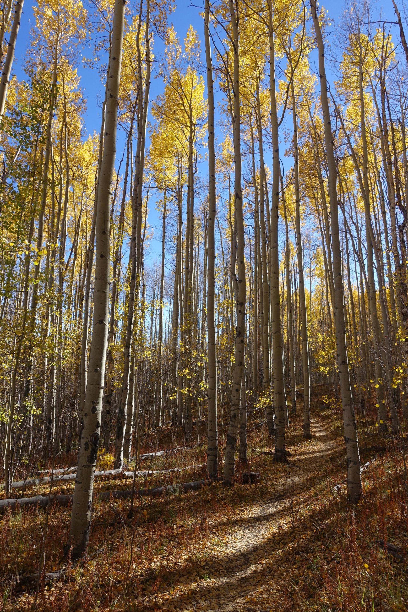 A serene forest scene with tall aspen trees featuring bright yellow leaves against a clear blue sky. A winding dirt path is visible, surrounded by fallen leaves and underbrush, creating a peaceful autumn landscape. Colorado Trail: Twin Lakes / Hwy 82 to Half Moon Rd / Mount Massive Wilderness mountain bike trail.