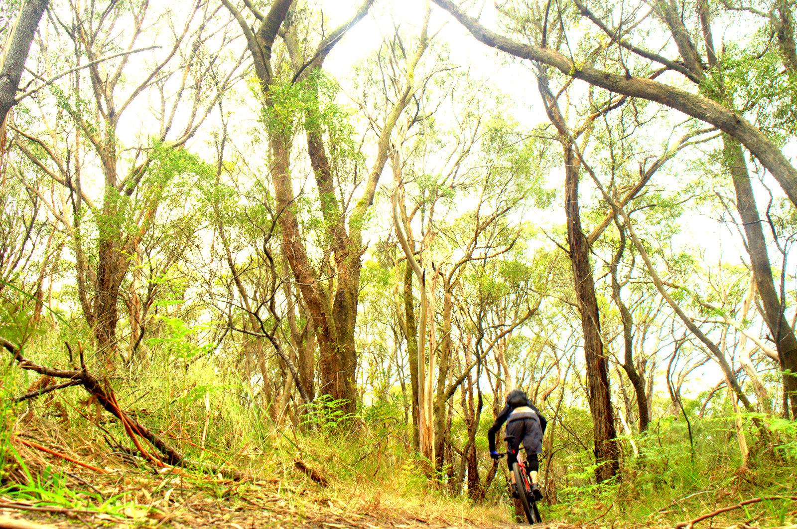 A mountain biker riding through a lush, green forest with tall trees and a bright sky visible through the foliage. The path is surrounded by greenery and fallen branches, showcasing a natural and inviting outdoor environment. Arthurs Seat MTB Park mountain bike trail.