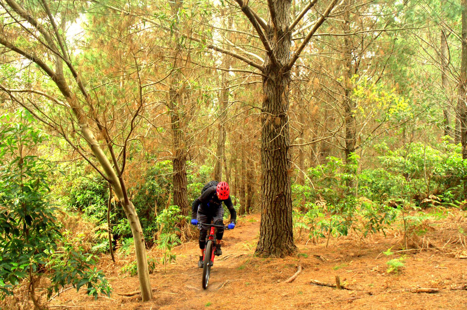 A mountain biker riding along a narrow trail in a dense forest, surrounded by trees and greenery. The cyclist is wearing a red helmet and blue gloves, focused on navigating the terrain. Sunlight filters through the leaves, creating a natural, wooded atmosphere. Arthurs Seat MTB Park mountain bike trail.