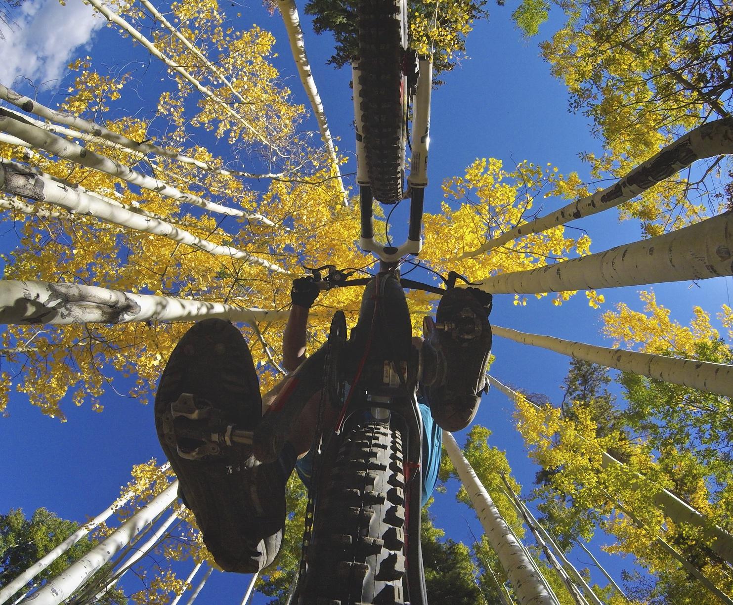 A viewpoint from beneath a mountain bike, capturing the rider's feet and pedals, surrounded by tall white aspen trees with vibrant yellow leaves against a clear blue sky. The image conveys a sense of adventure and the beauty of autumn in a forested setting. Vail Mountain Bike Park mountain bike trail.