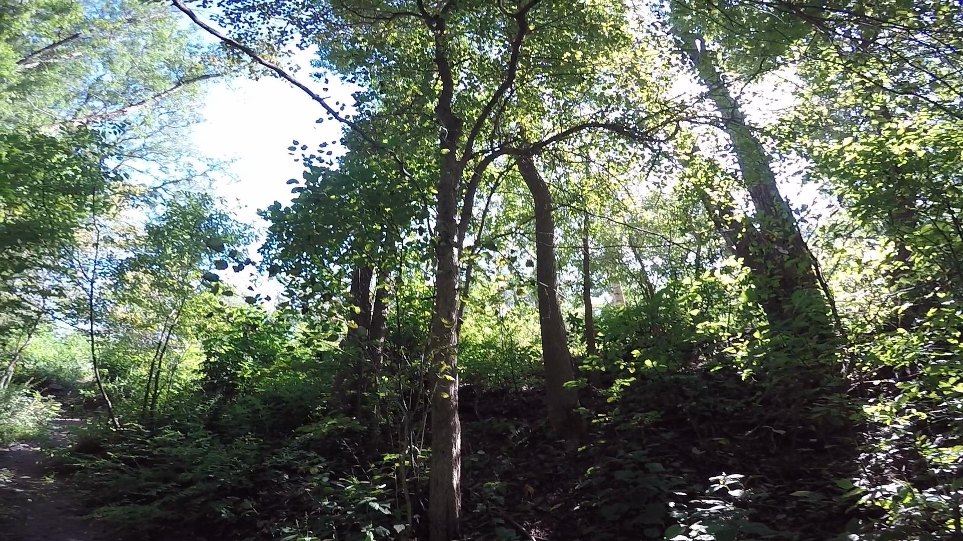 Alt text: A sunlit forest scene with tall trees and lush green foliage, capturing a sense of tranquility and nature. The ground is partially visible with a winding path surrounded by dense vegetation. Forked Astor Single Track mountain bike trail.