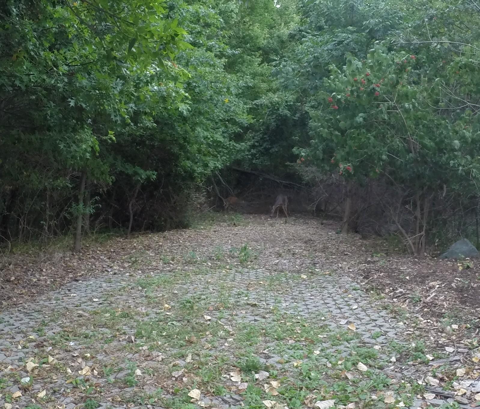 A clearly defined pathway lined with cobblestones, surrounded by dense greenery and trees, with a few fallen leaves scattered on the ground. In the background, a couple of deer can be seen grazing near the edge of the woods. Wolfes Pond park mountain bike trail.