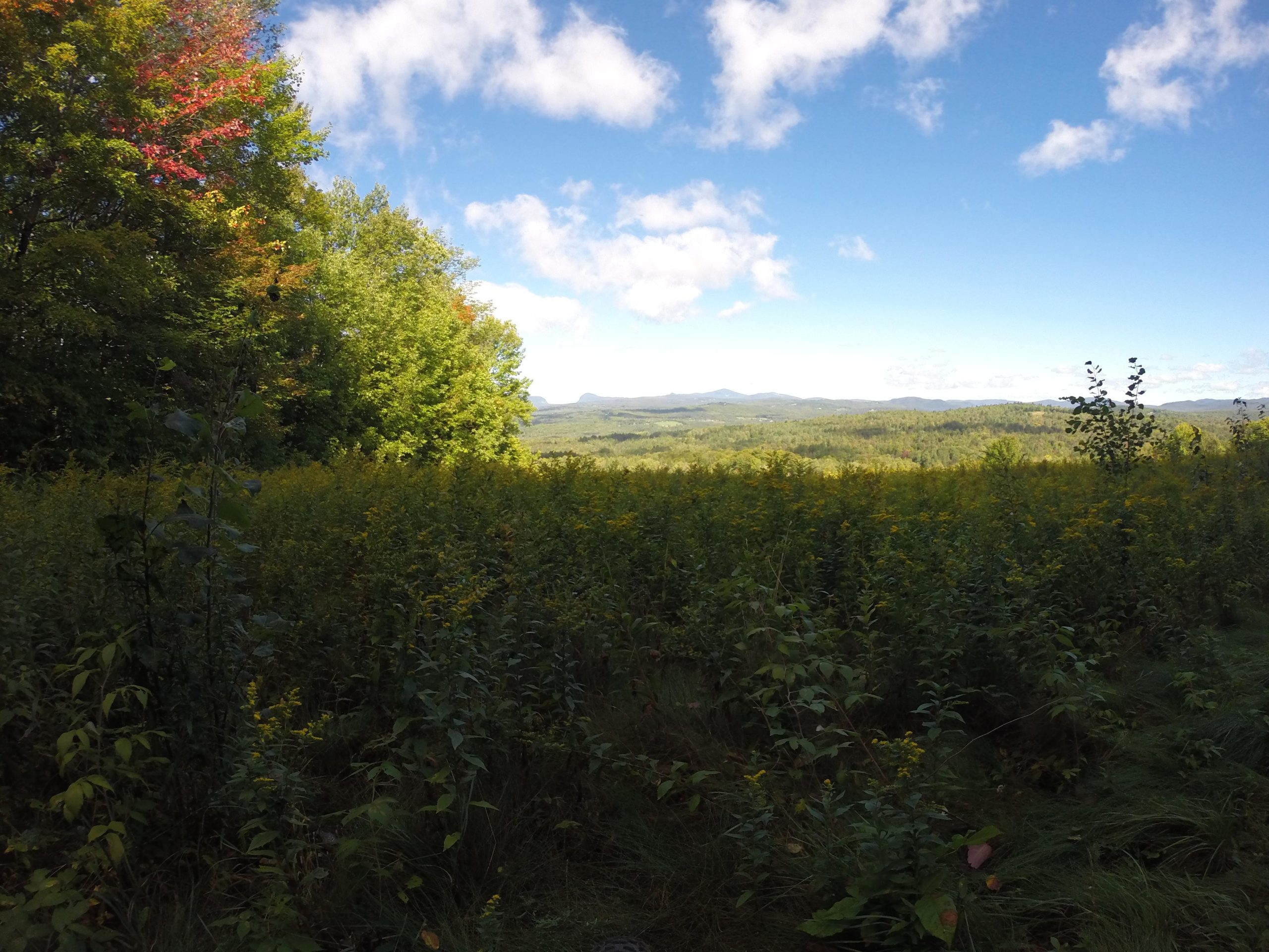 A scenic view of a lush landscape featuring vibrant green and autumn-colored trees, with rolling hills in the distance under a partly cloudy blue sky. The foreground consists of tall yellow wildflowers and grasses, creating a natural, tranquil setting. Kingdom Trails mountain bike trail.