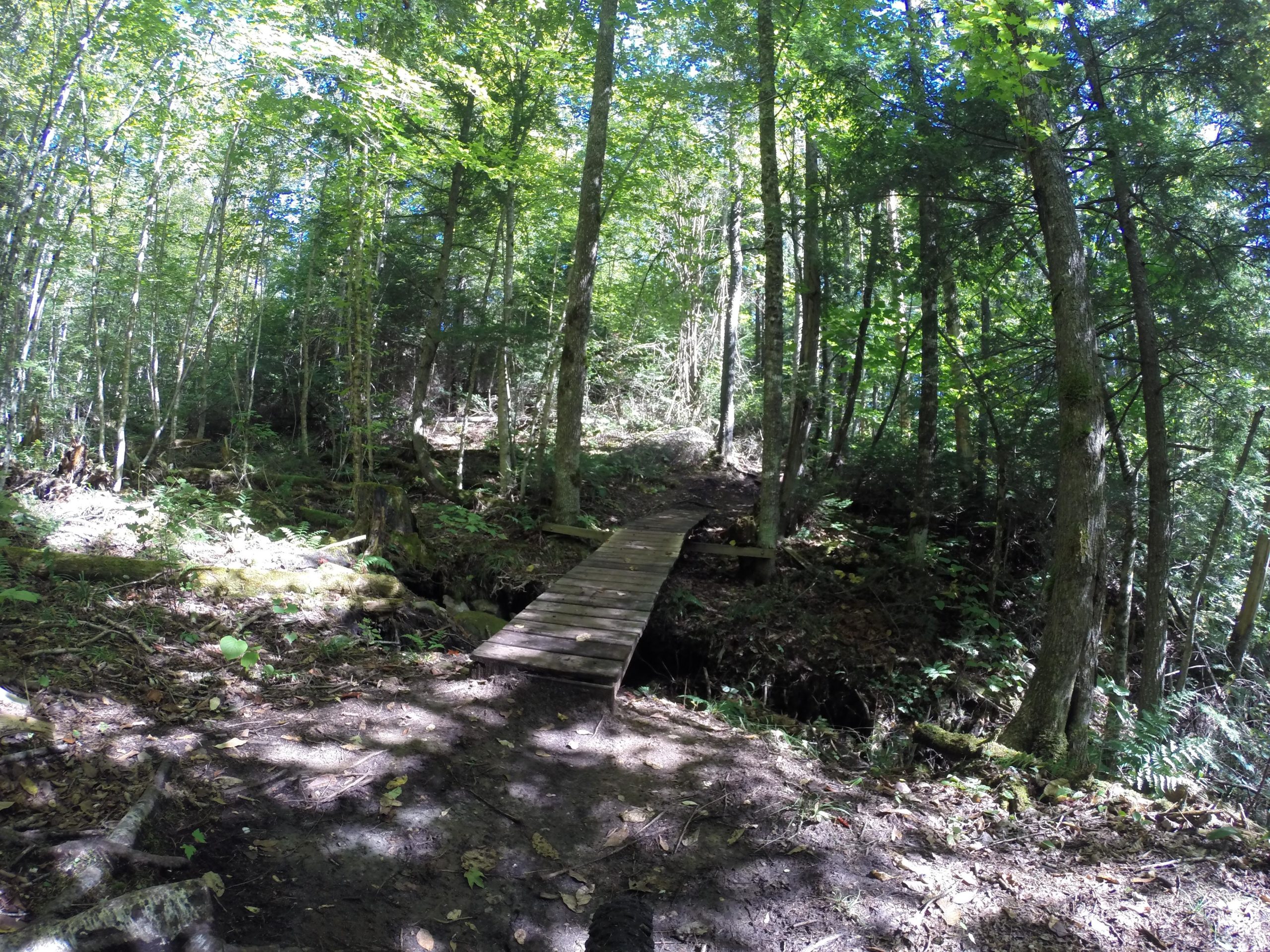 A wooden bridge crossing a small ditch in a lush, green forest. Sunlight filters through the tree canopy, illuminating the surrounding vegetation, including ferns and moss-covered ground. The trail is slightly muddy, indicating recent rain. Kingdom Trails mountain bike trail.