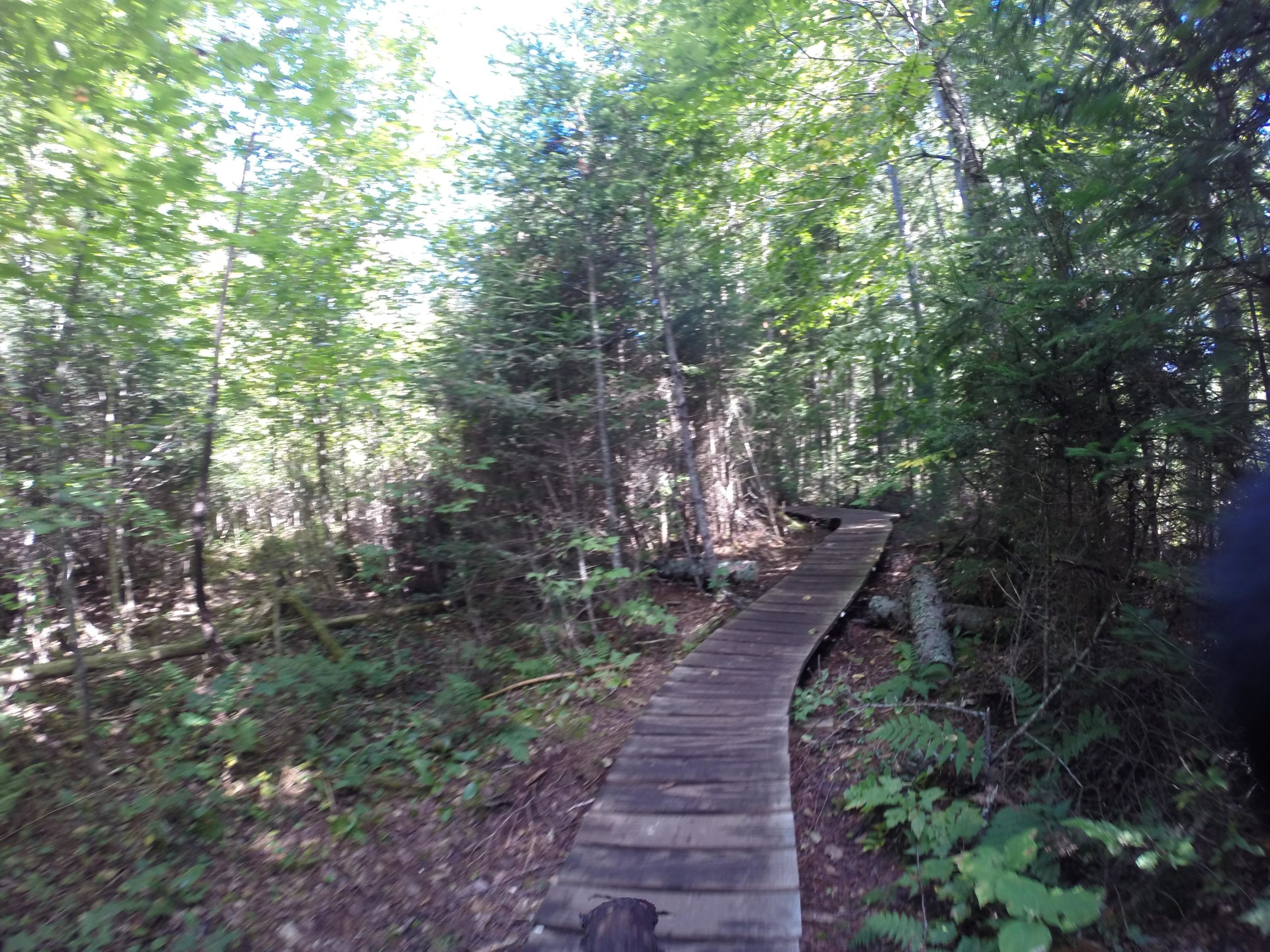A winding wooden boardwalk trails through a lush green forest, surrounded by dense trees and underbrush, with dappled sunlight filtering through the leaves above. Kingdom Trails mountain bike trail.