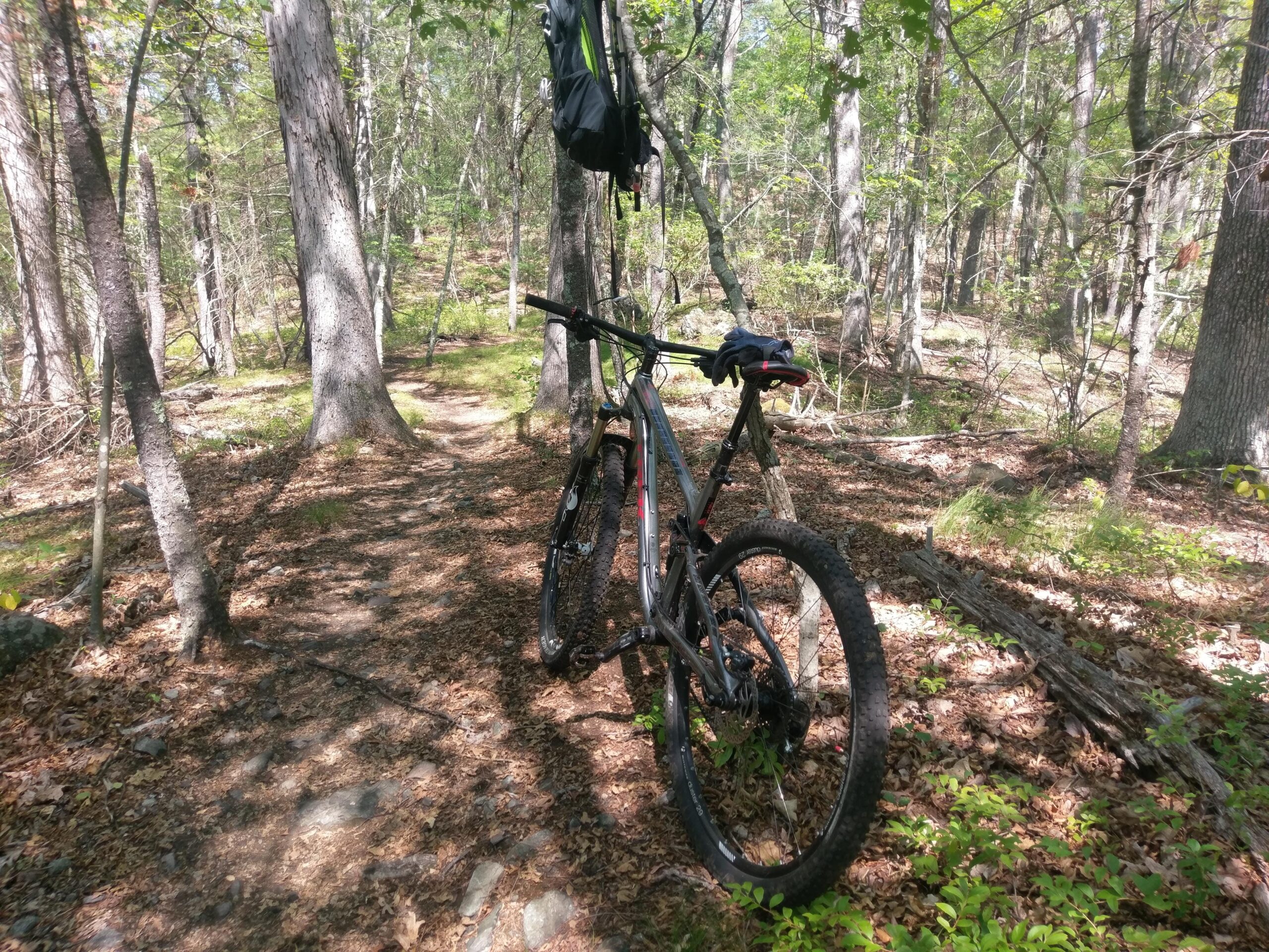 Trek Fuel EX 8: A mountain bike leaning against a tree along a winding dirt trail surrounded by greenery, with tall trees and sunlight filtering through the leaves. There are patches of grass and fallen leaves on the ground, creating a natural outdoor setting. A small backpack is hanging from a branch above the bike.