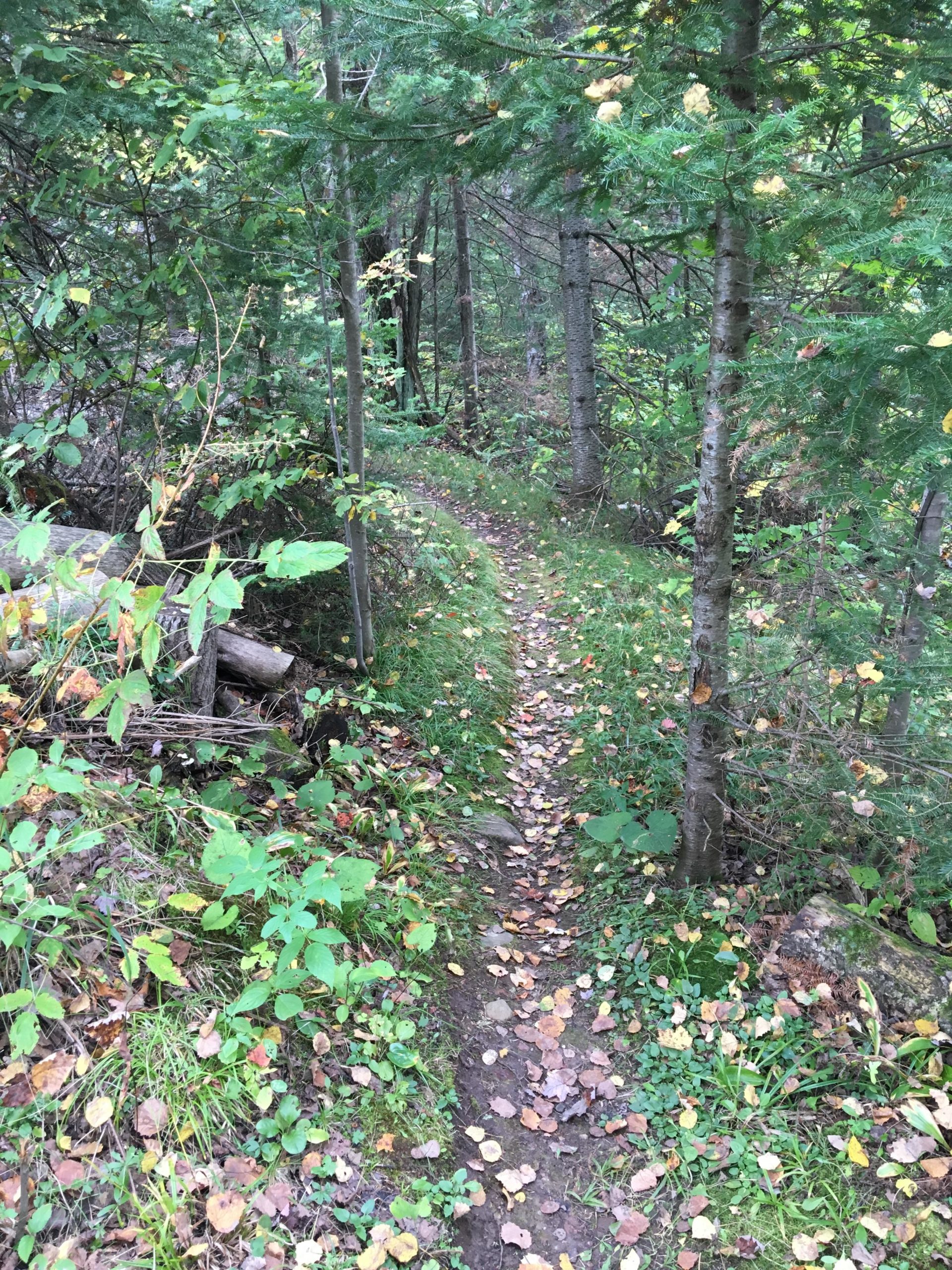 A winding dirt trail in a lush forest, surrounded by greenery and scattered fallen leaves, leading deeper into a wooded area. The Underdown mountain bike trail.