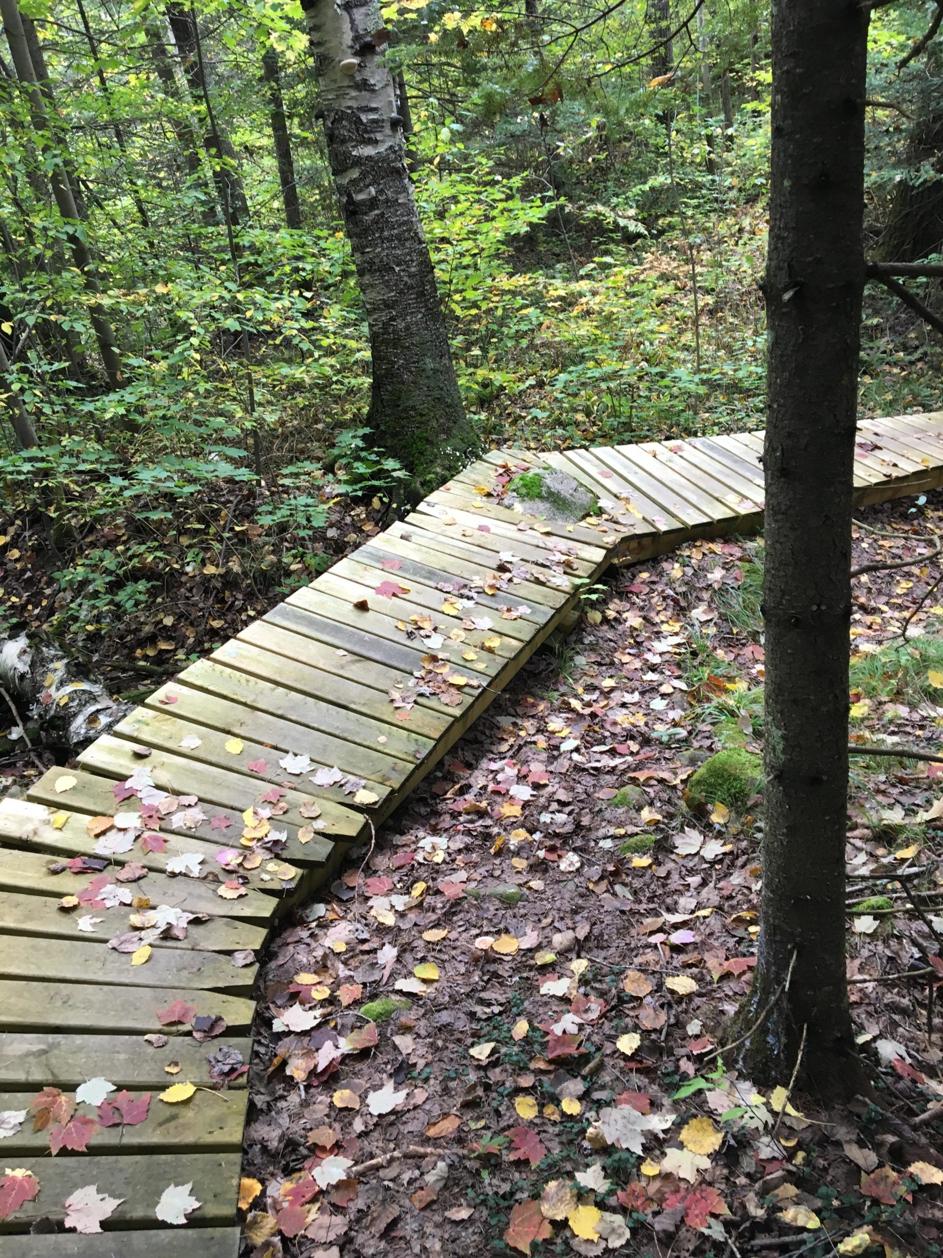A wooden walkway curving through a forest, surrounded by trees with green leaves and scattered autumn foliage on the ground. Some leaves are in shades of red, yellow, and orange, indicating the fall season. The walkway is slightly elevated above the soil, providing a path through the natural scenery. The Underdown mountain bike trail.